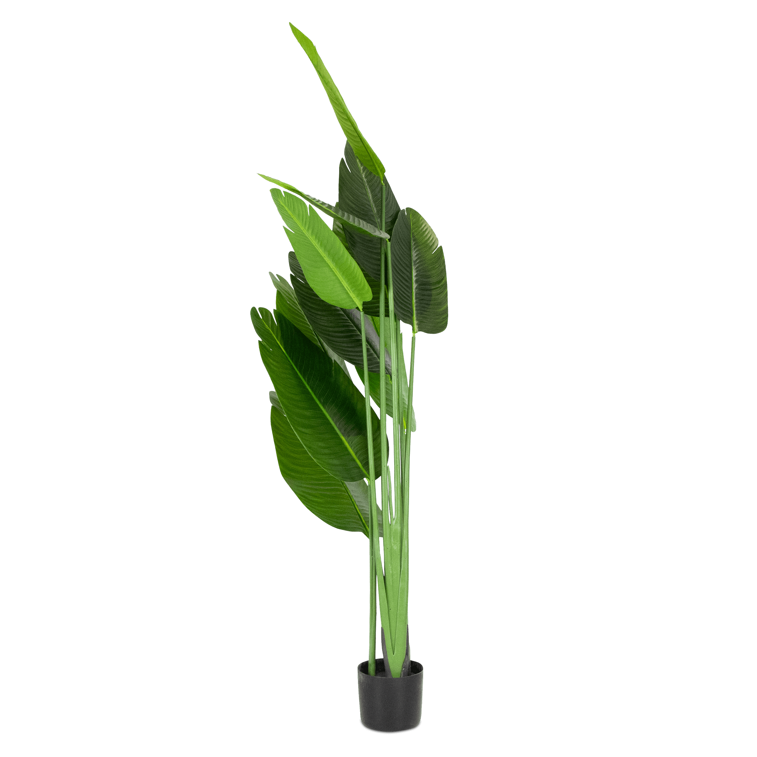 Bird of Paradise 180cm Tall