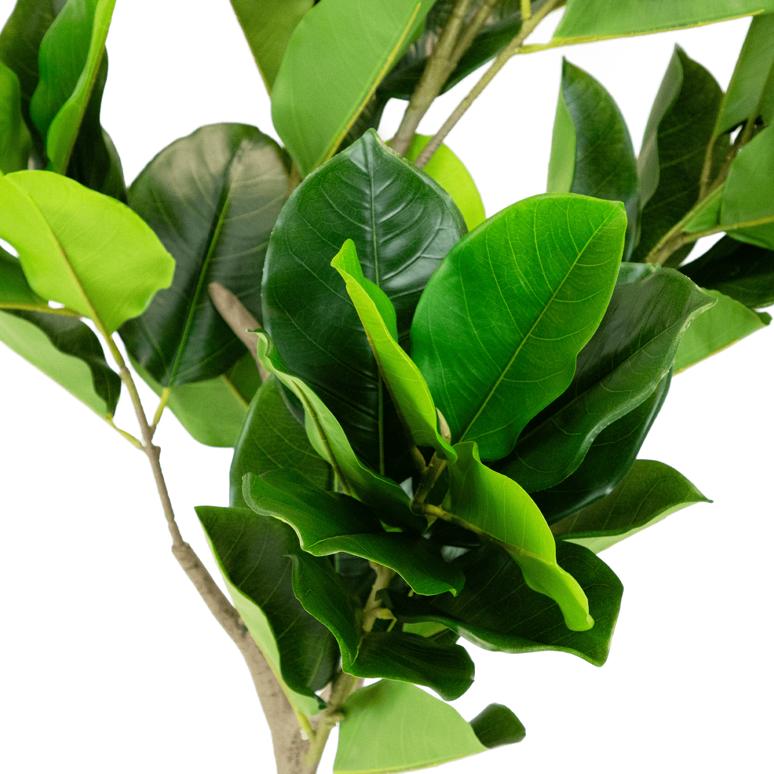 Fiddle Leaf Fig 130cm