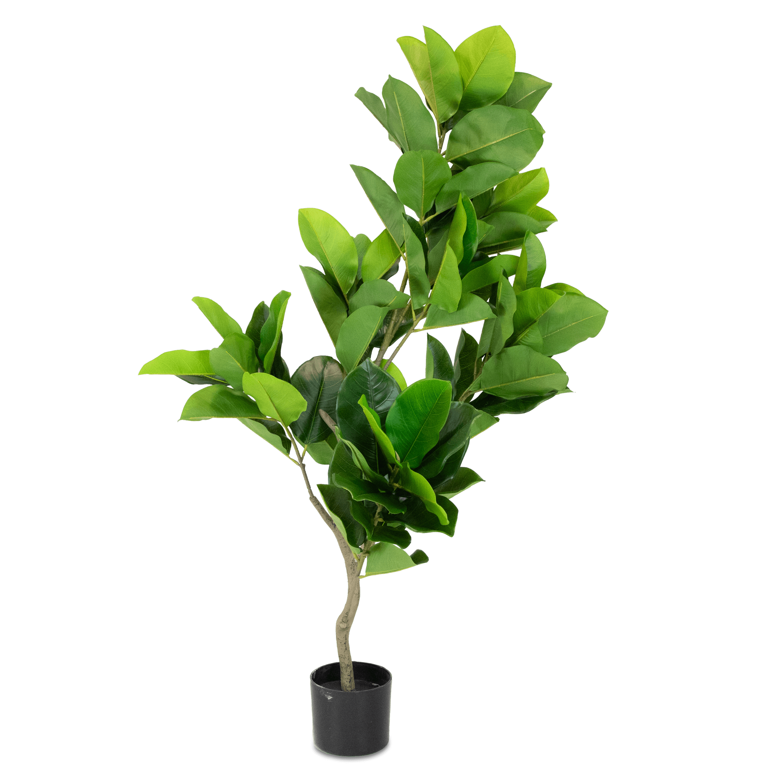 Fiddle Leaf Fig 130cm