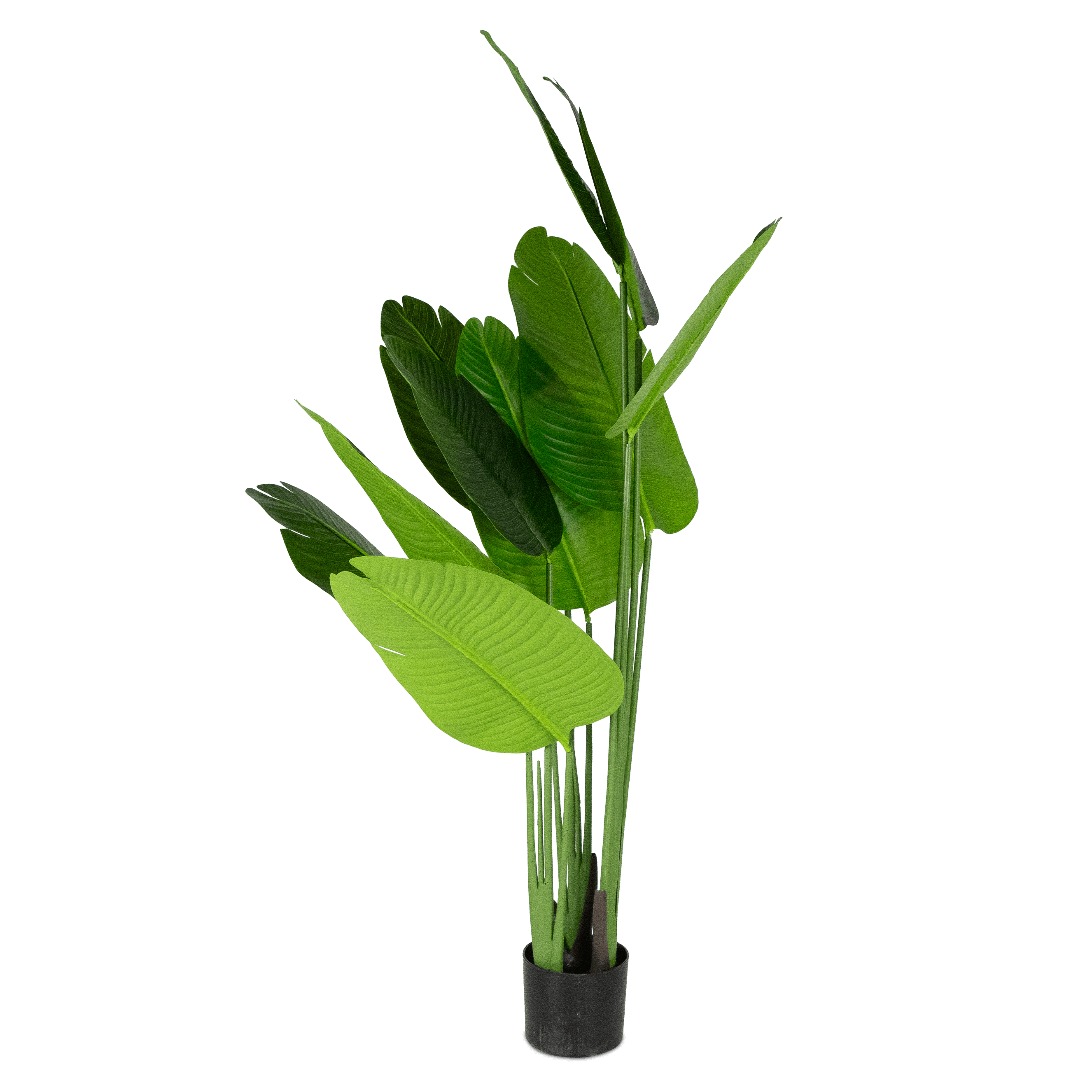 Bird of Paradise 160cm