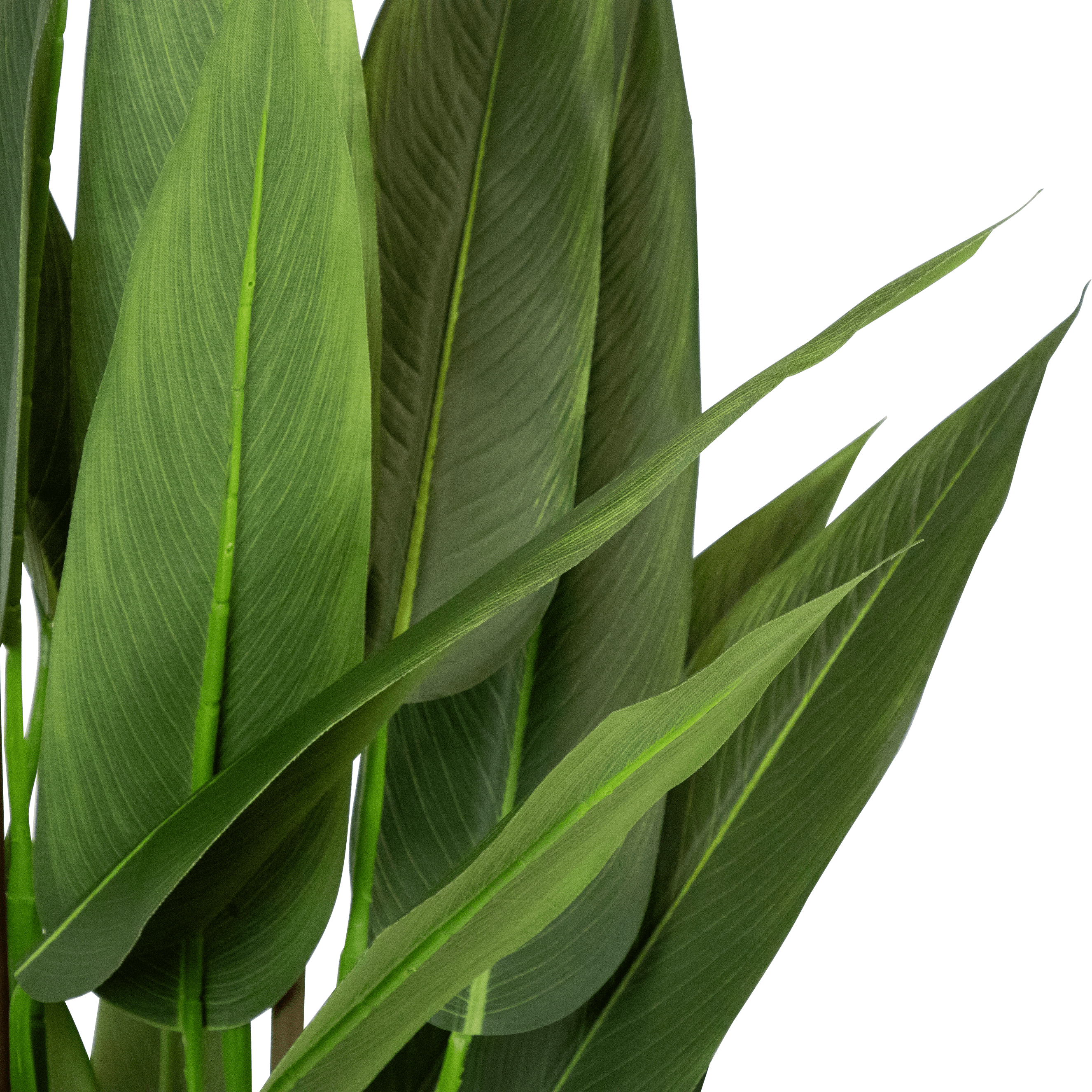 Bird of Paradise 130cm