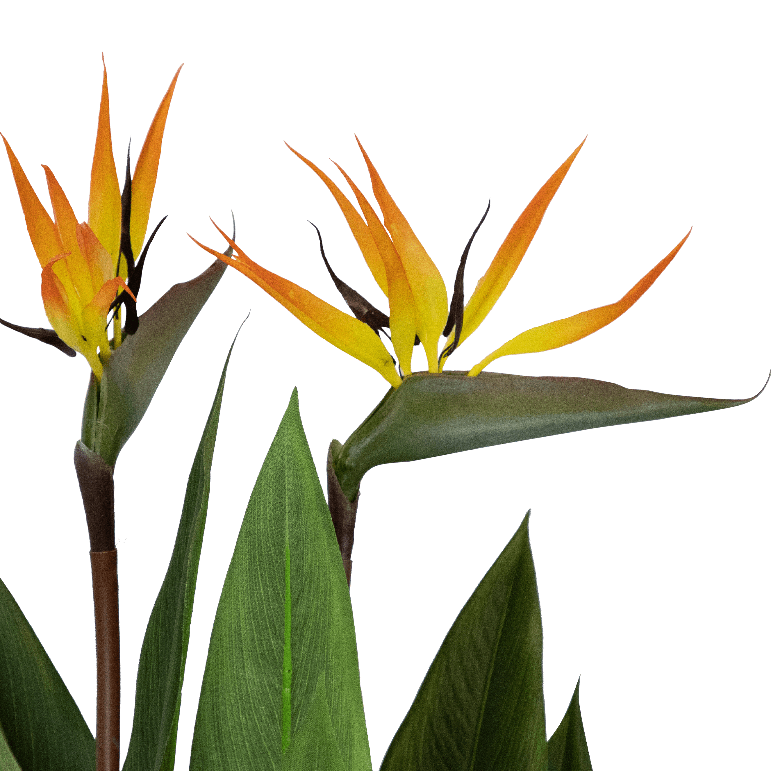 Bird of Paradise 130cm