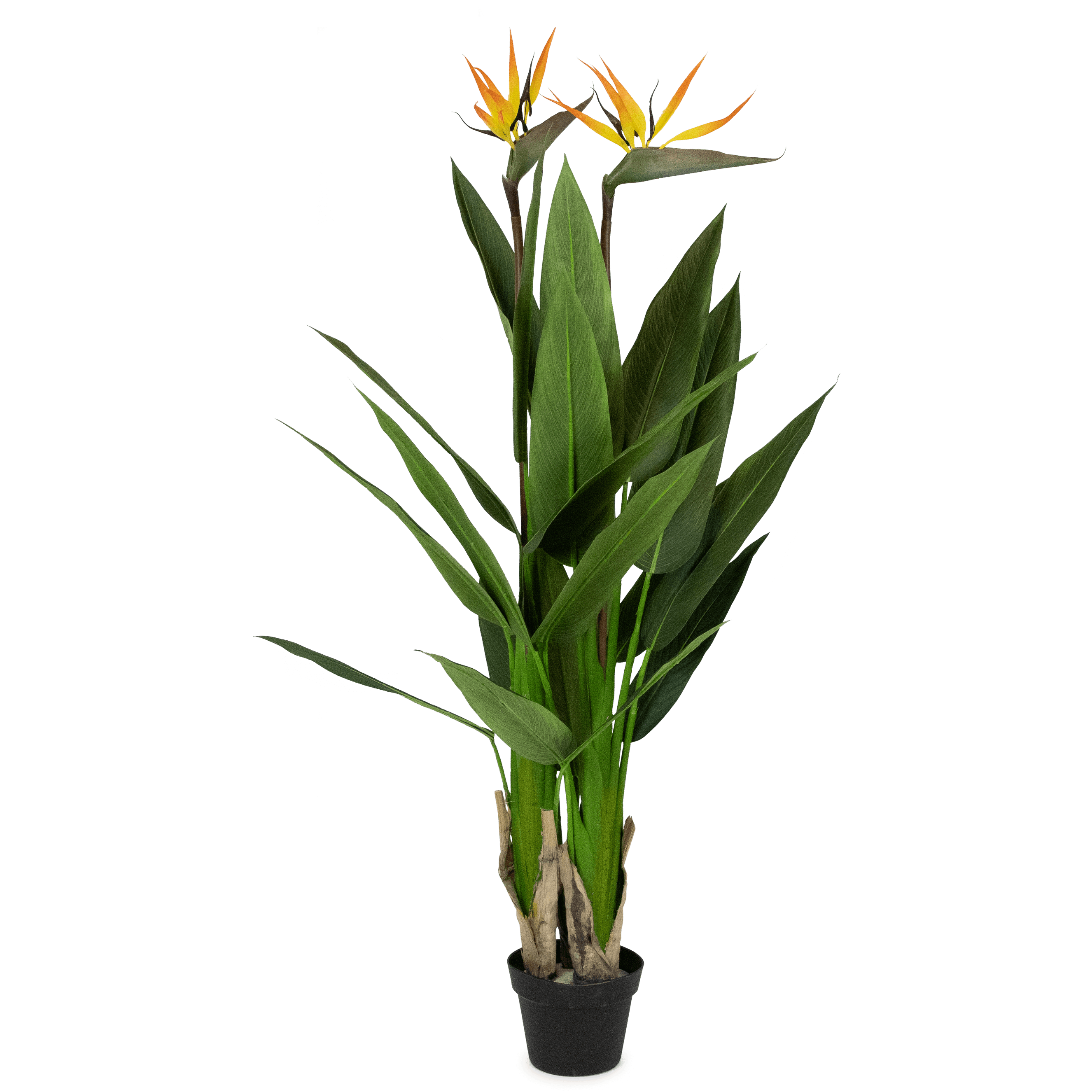 Bird of Paradise 130cm