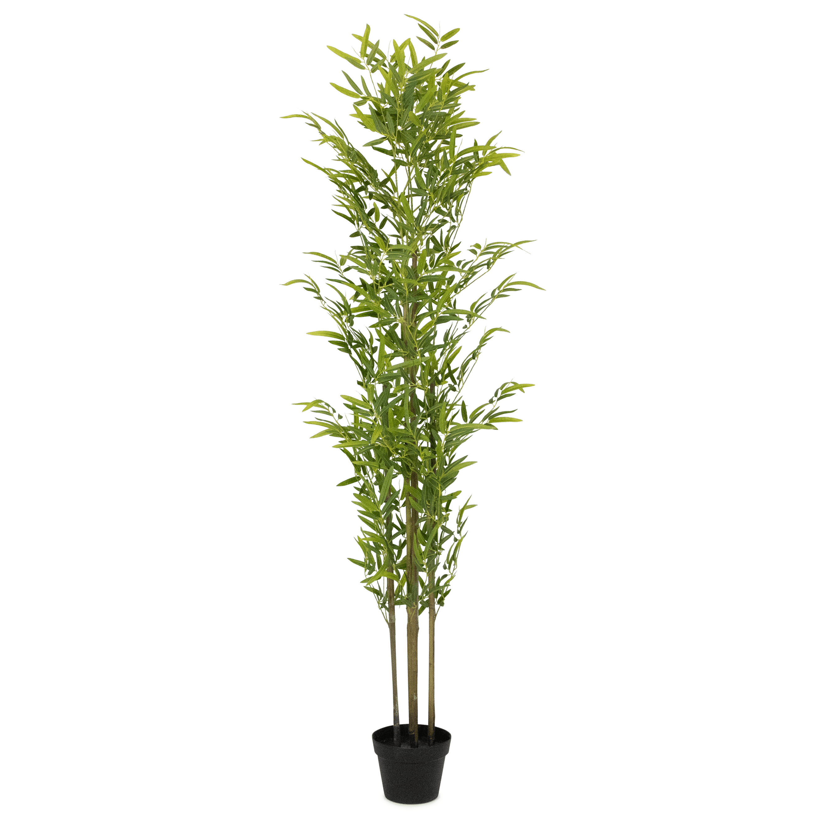 Bamboo 180cm