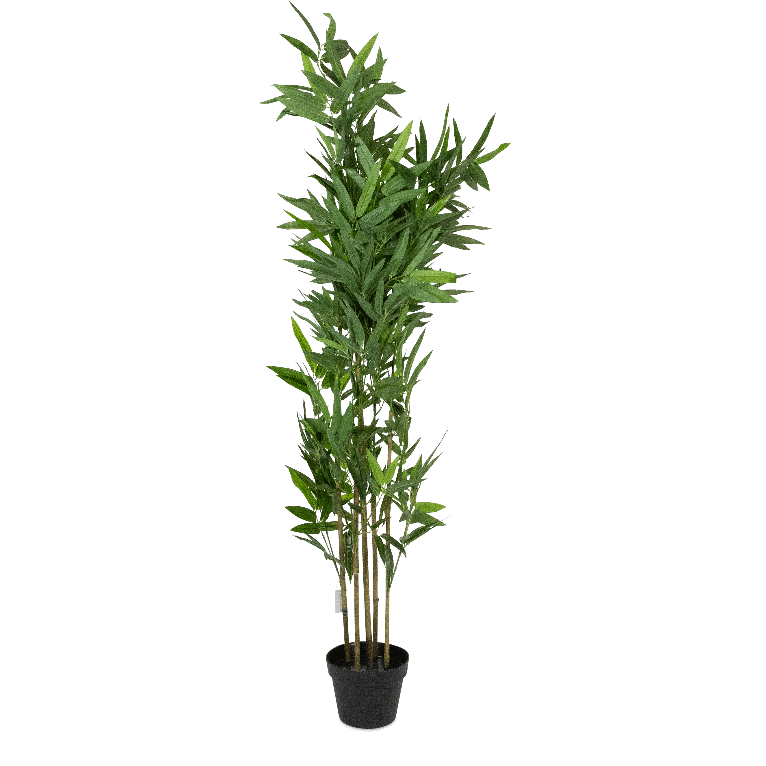 Bamboo 160cm