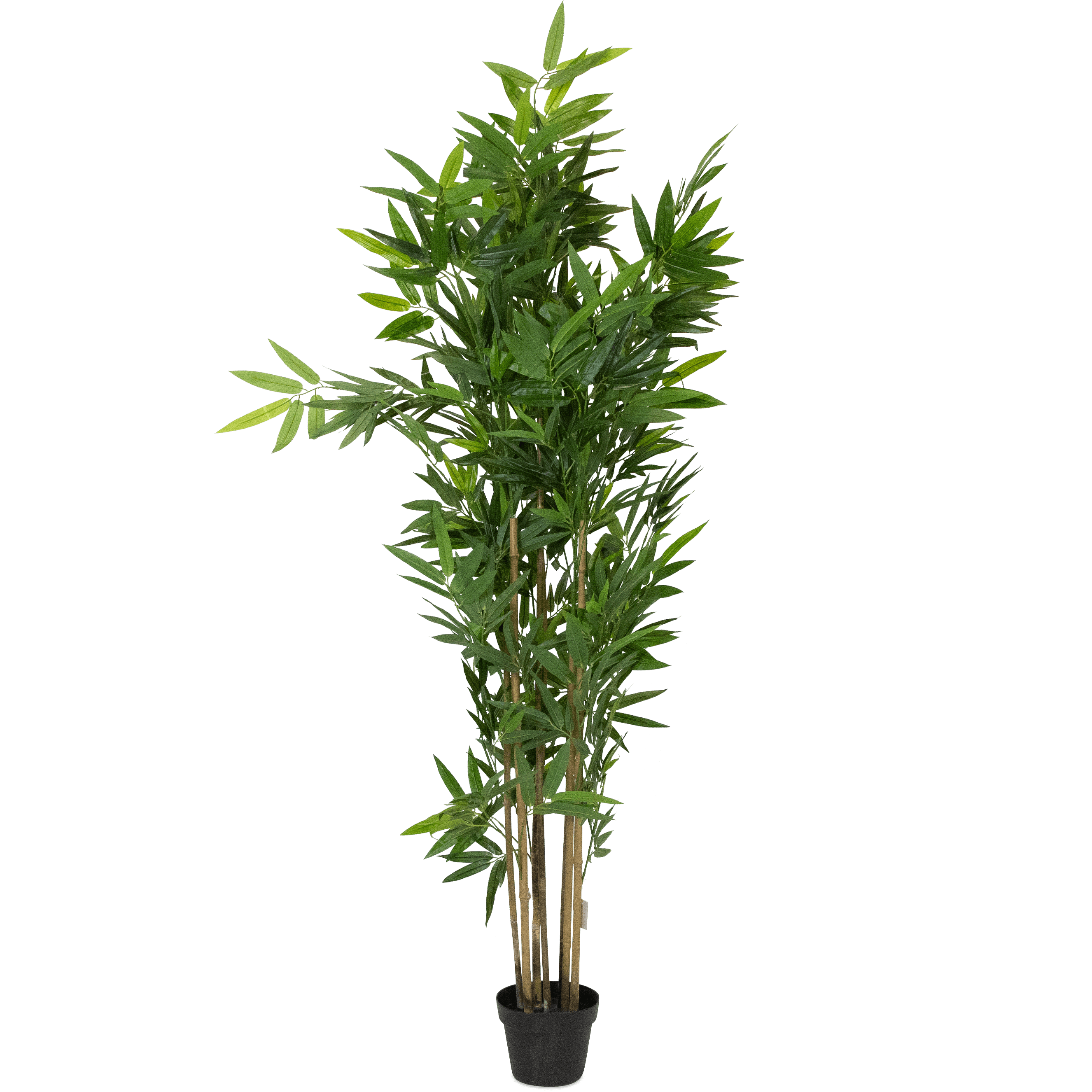 Bamboo Tree 180cm