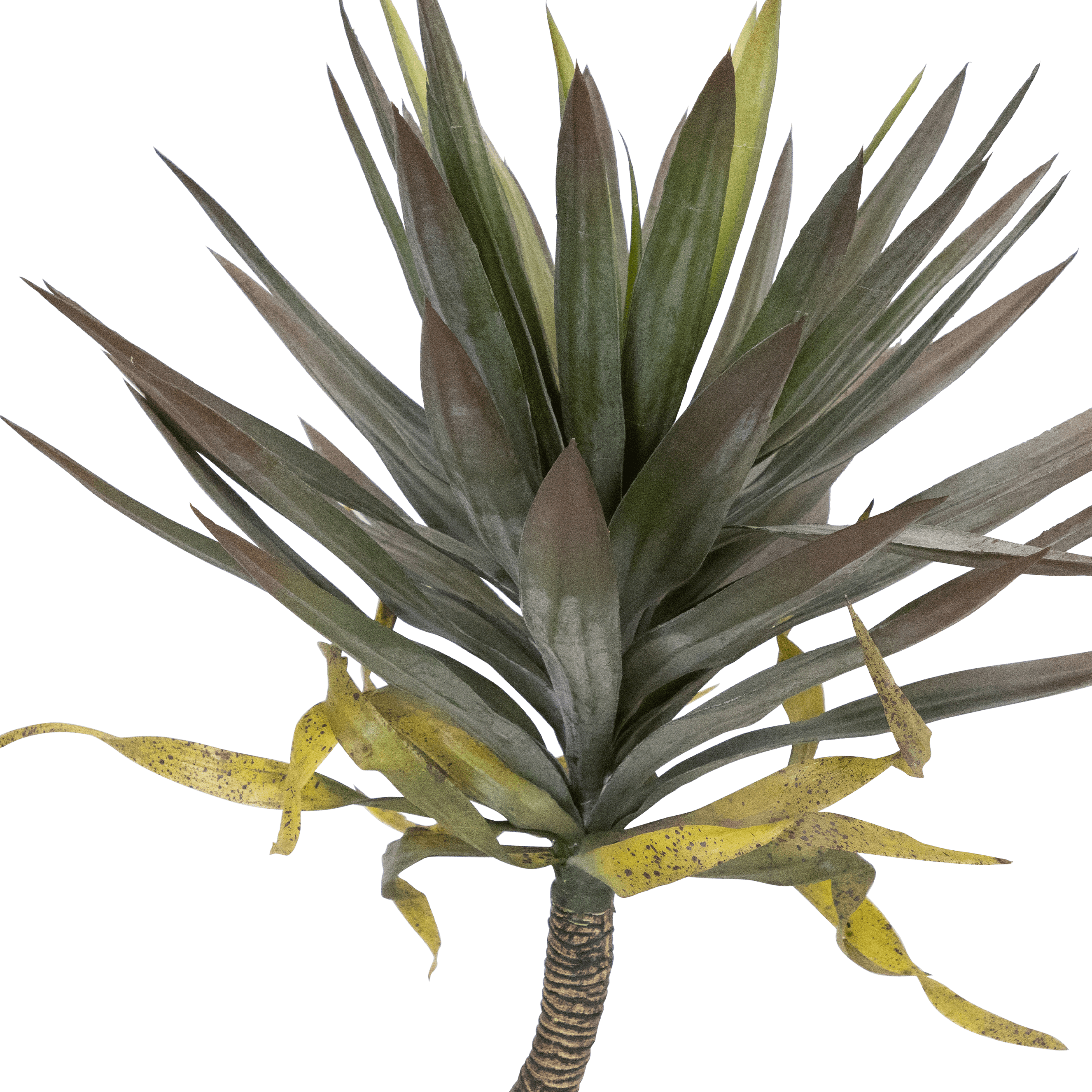 Yucca 75cm
