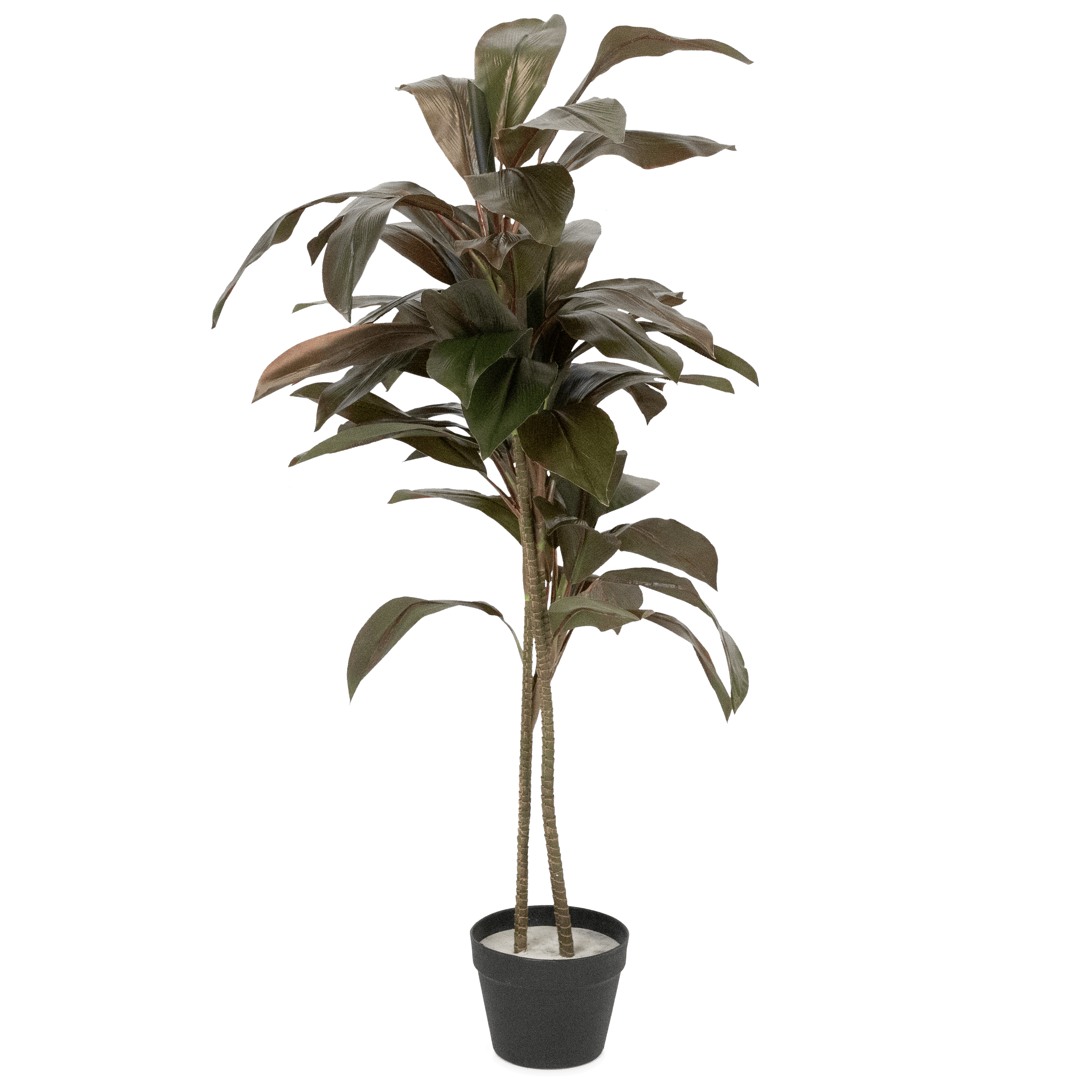 Dracaena 120cm