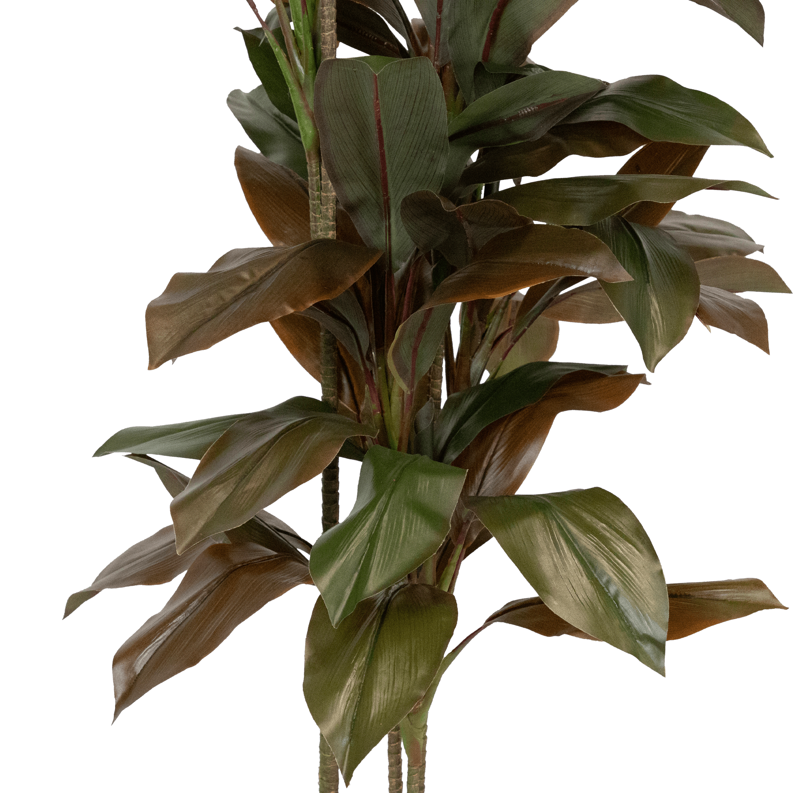 Dracaena 156cm