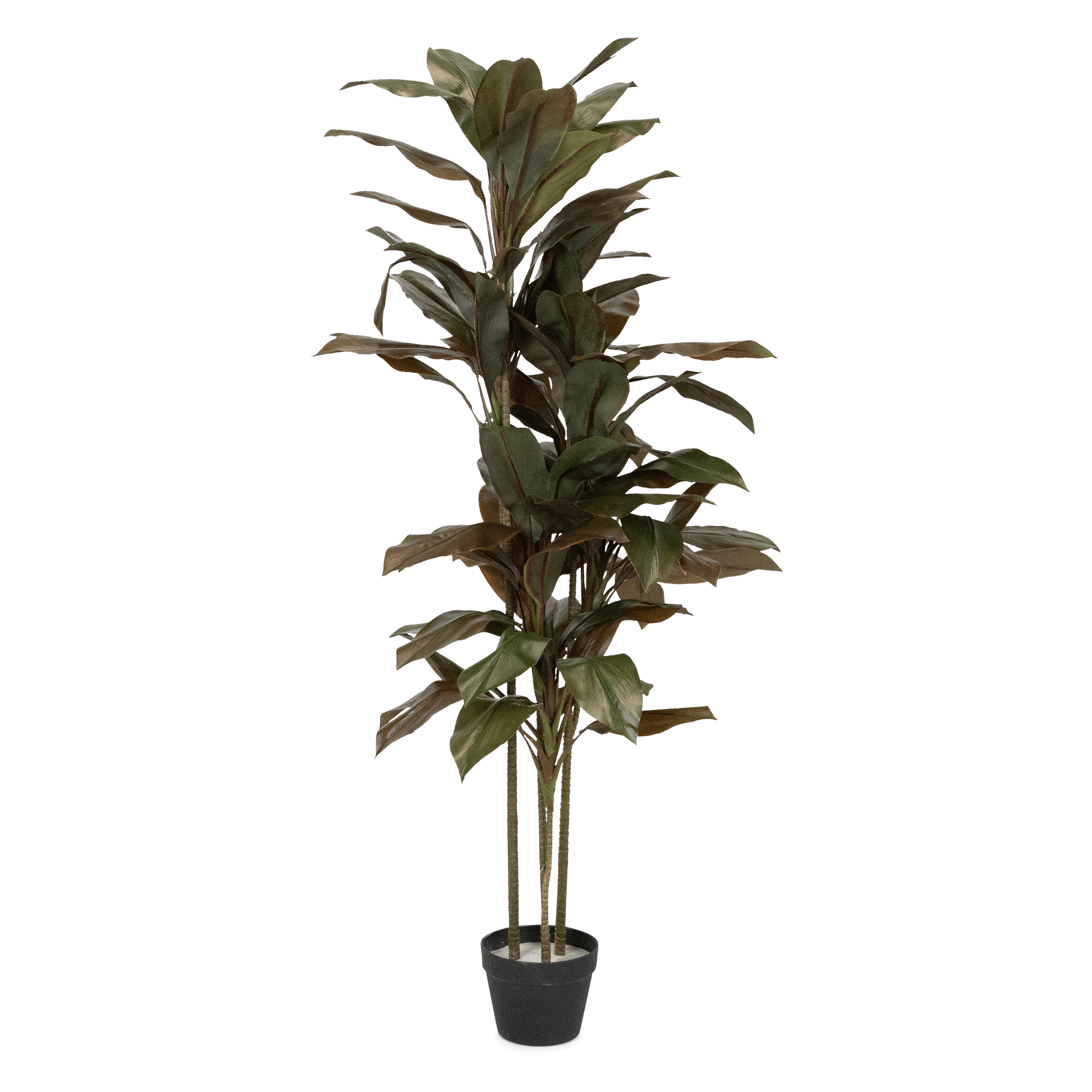 Dracaena 156cm