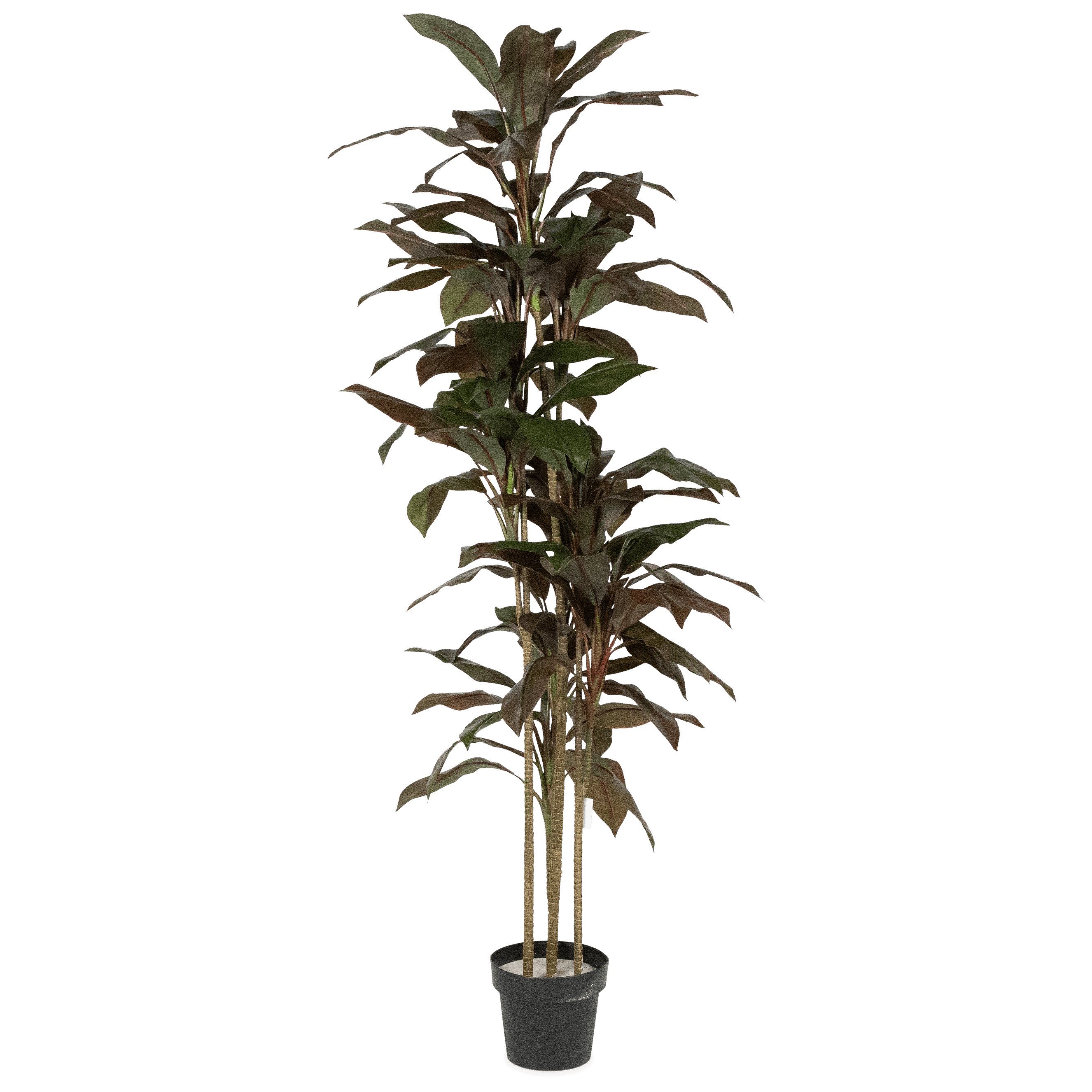 Dracaena 180cm
