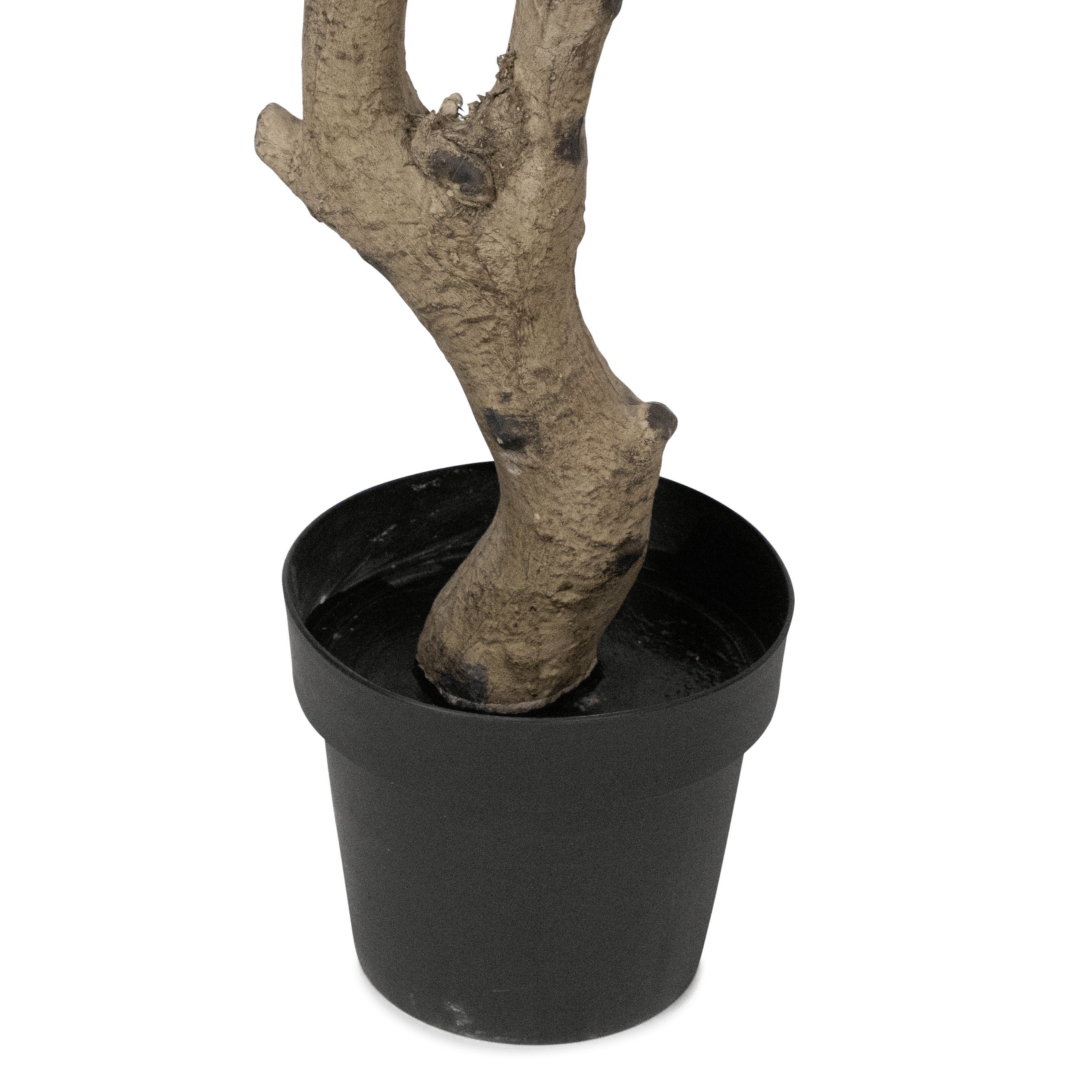 Rubber Fig 135cm