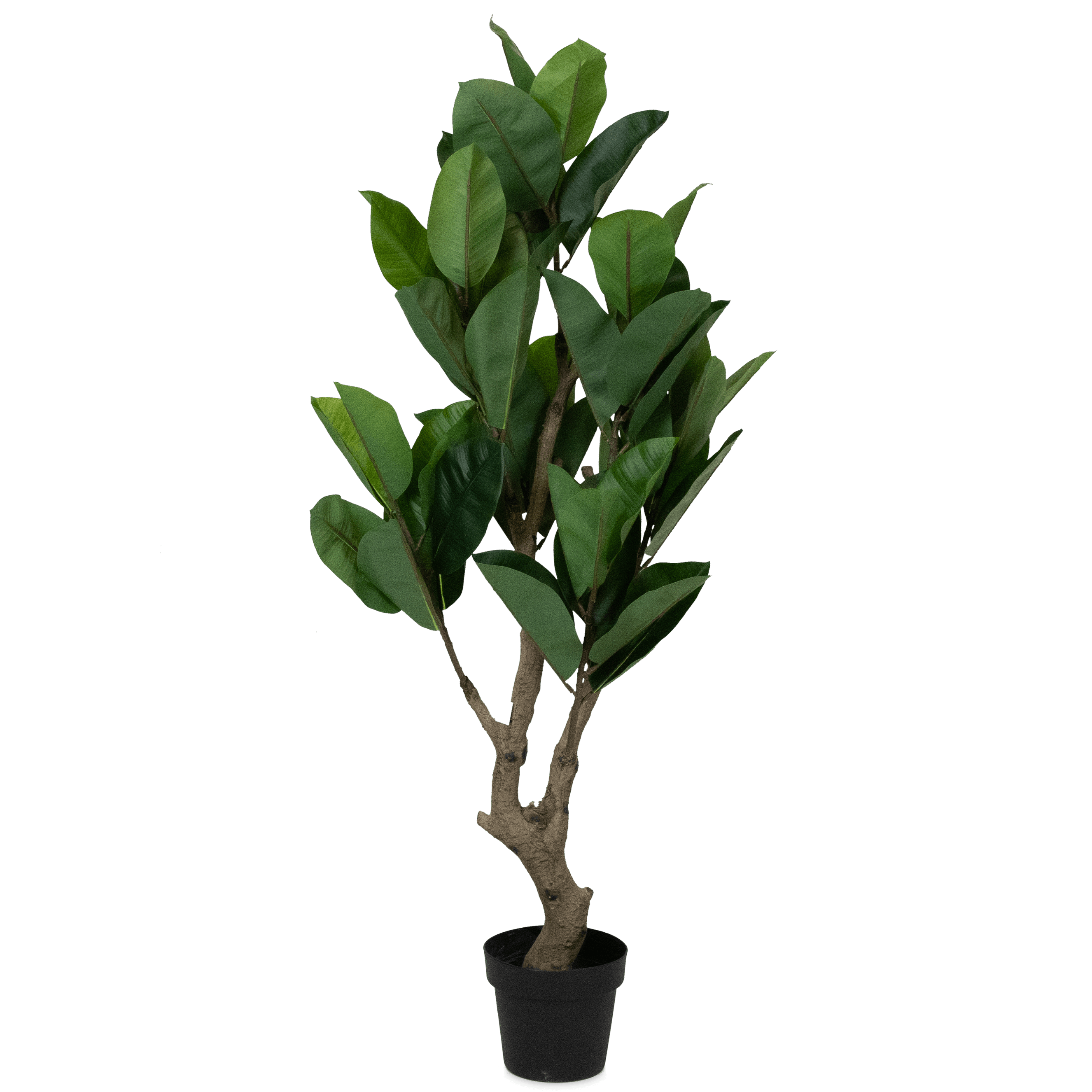 Rubber Fig 135cm