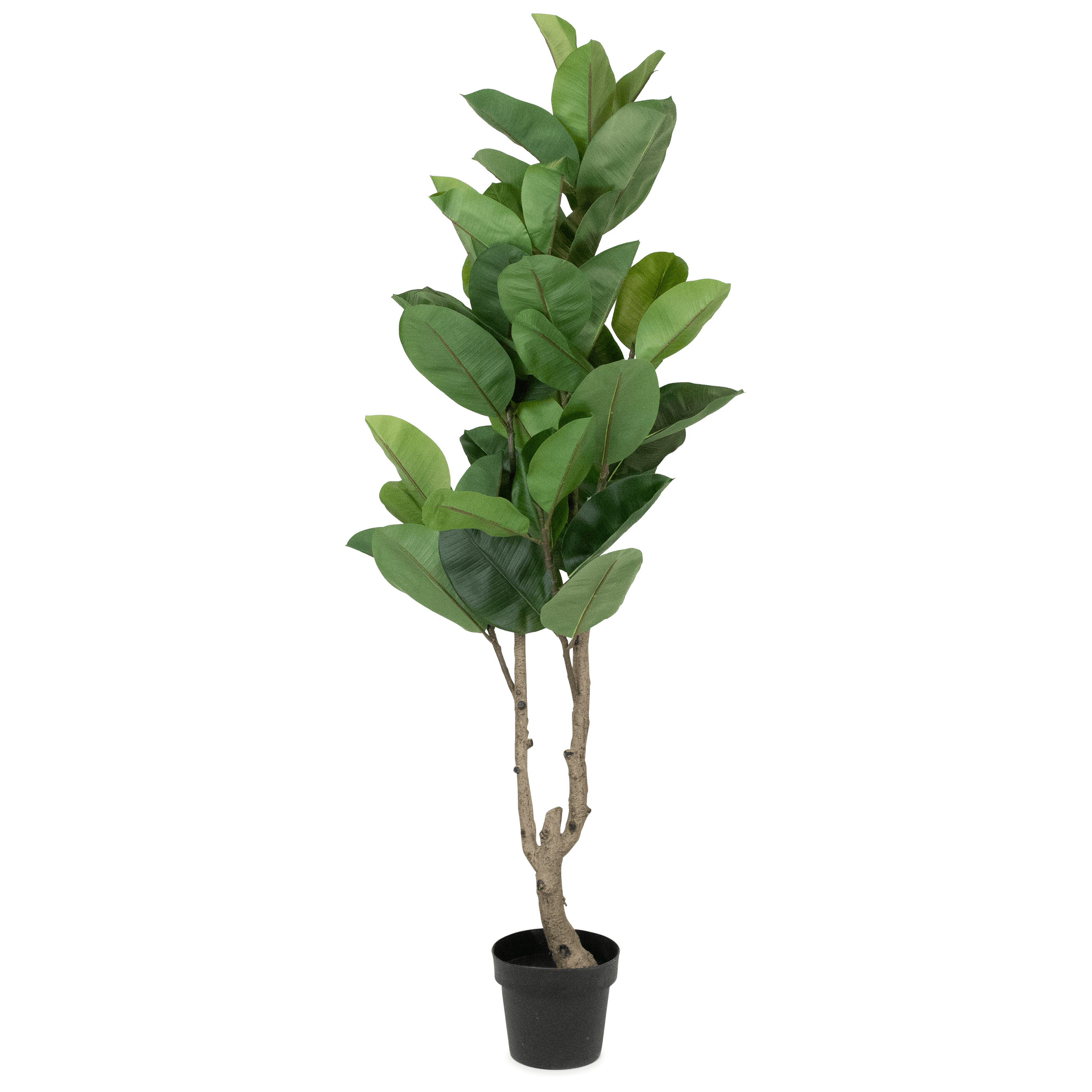 Rubber Fig 150cm
