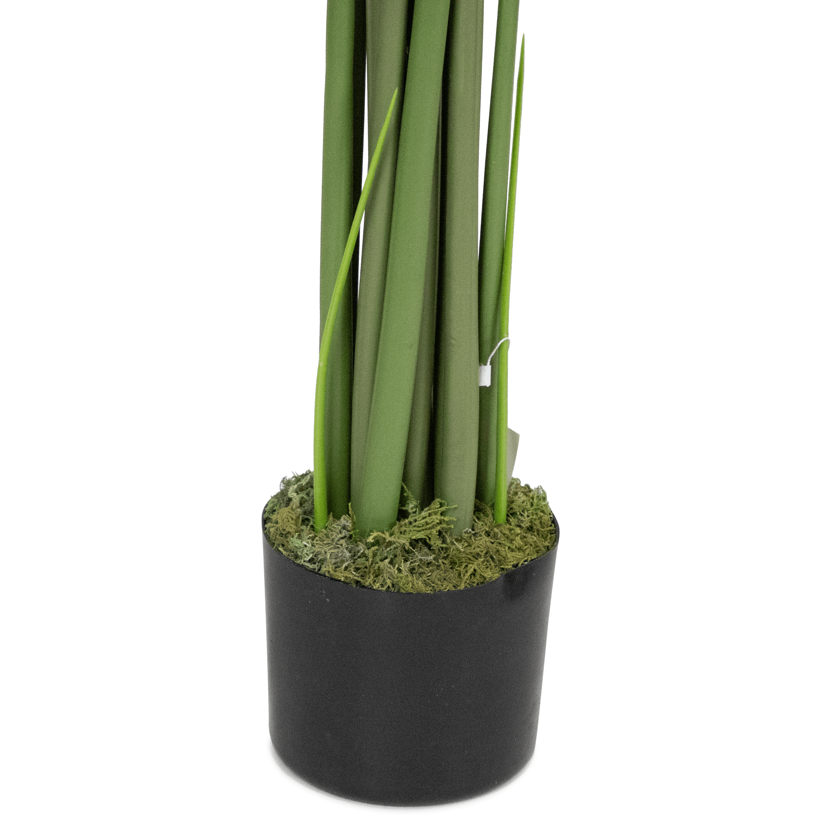 Monstera 160cm