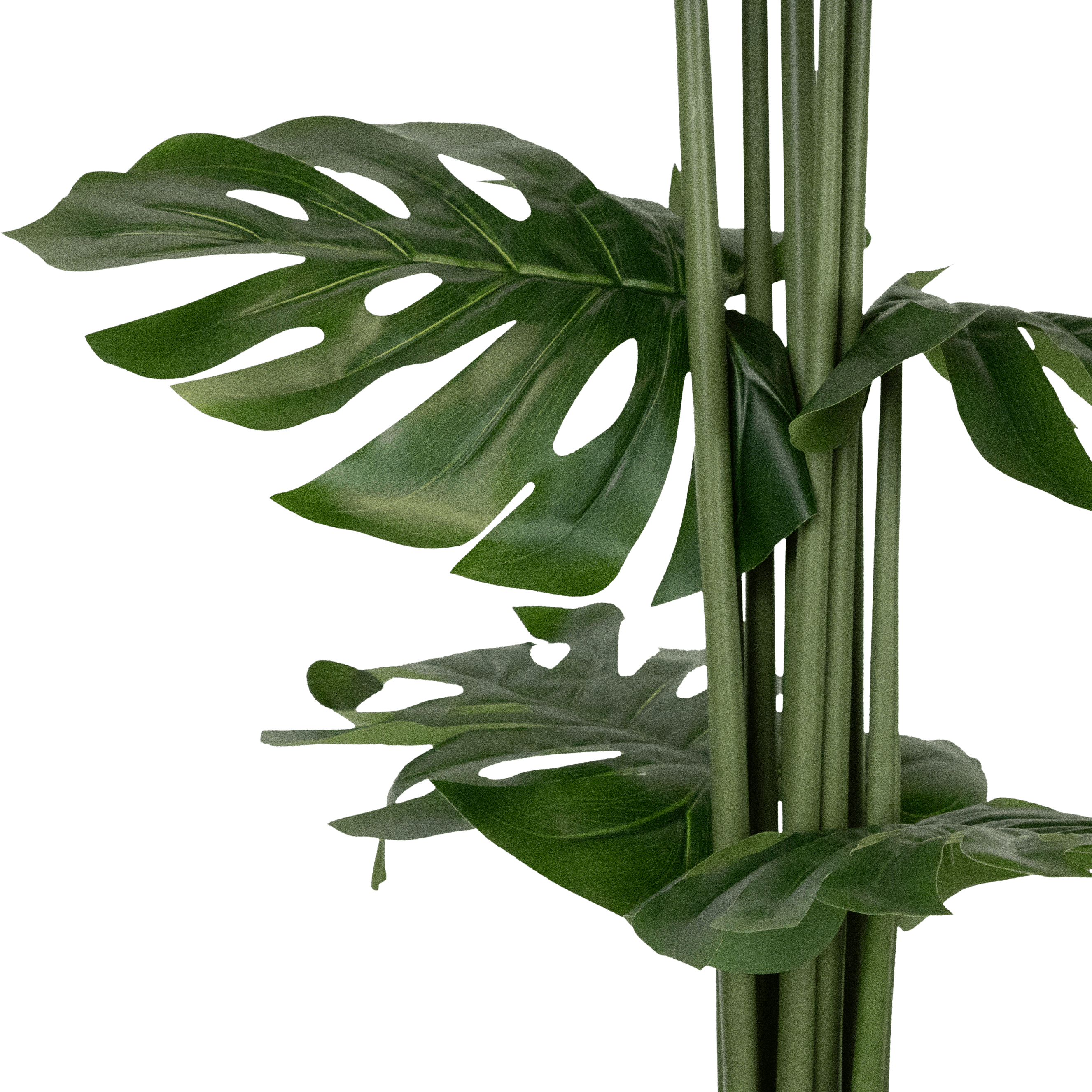 Monstera 160cm