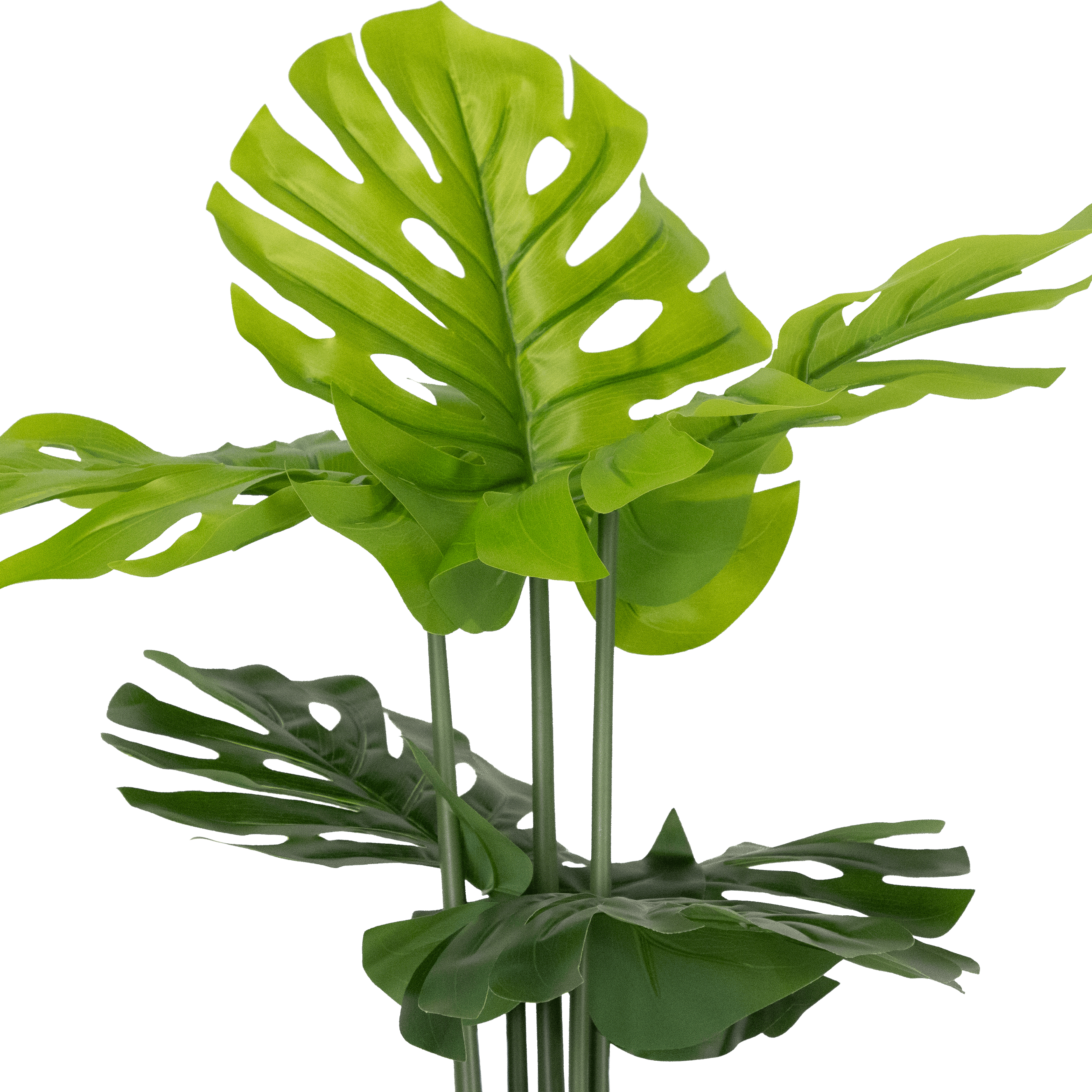 Monstera 160cm