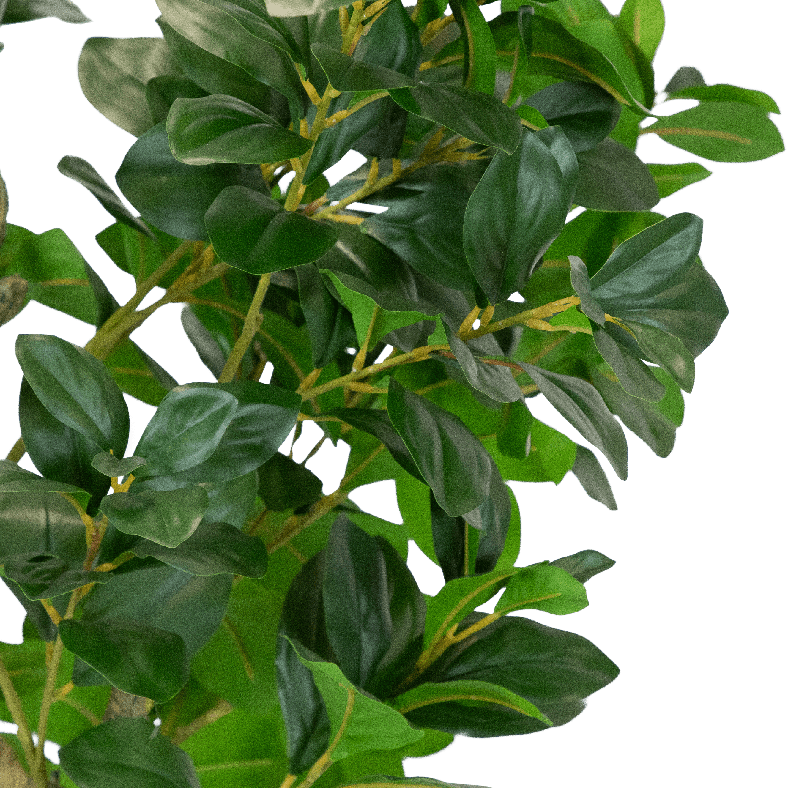 Weeping Fig 160cm