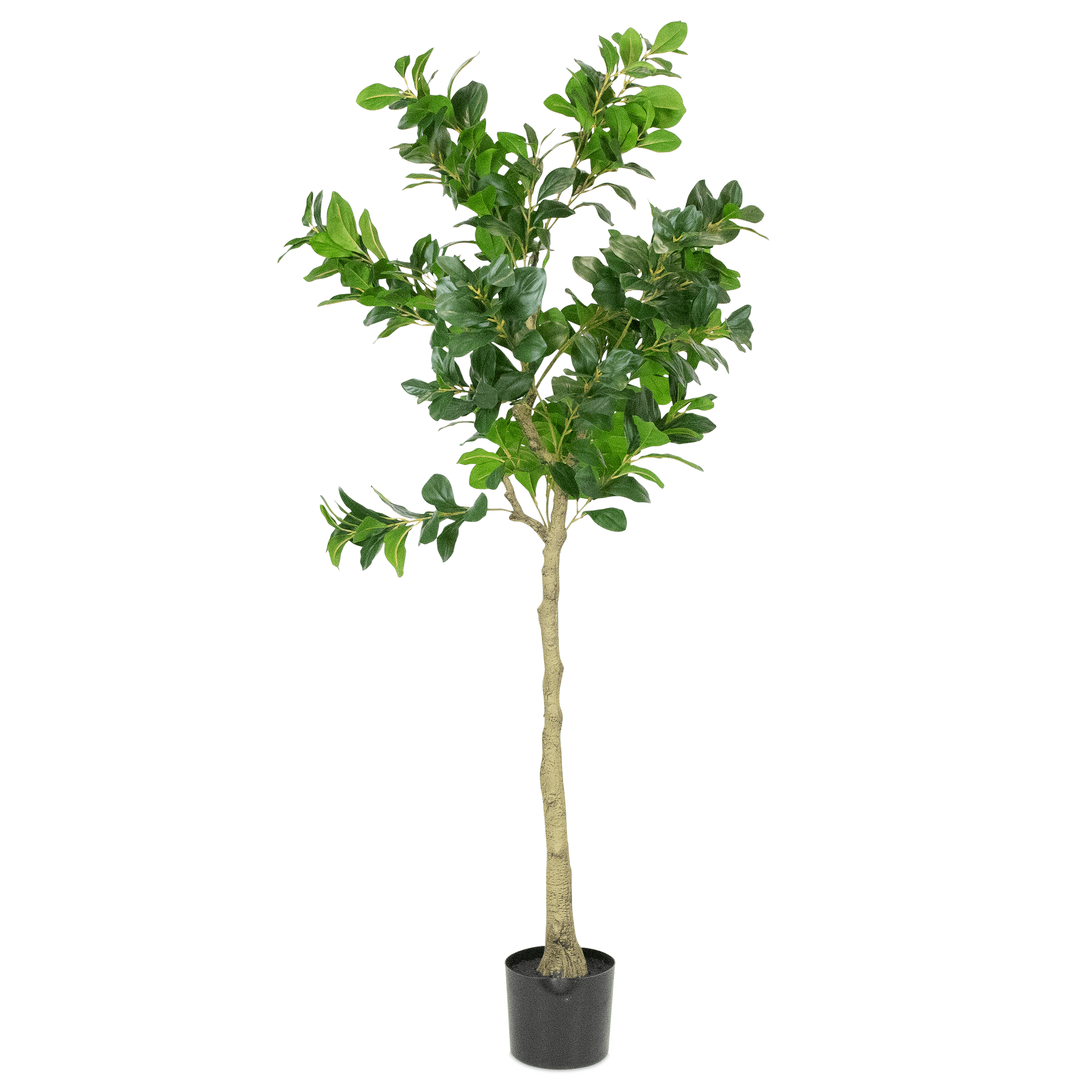 Weeping Fig 160cm