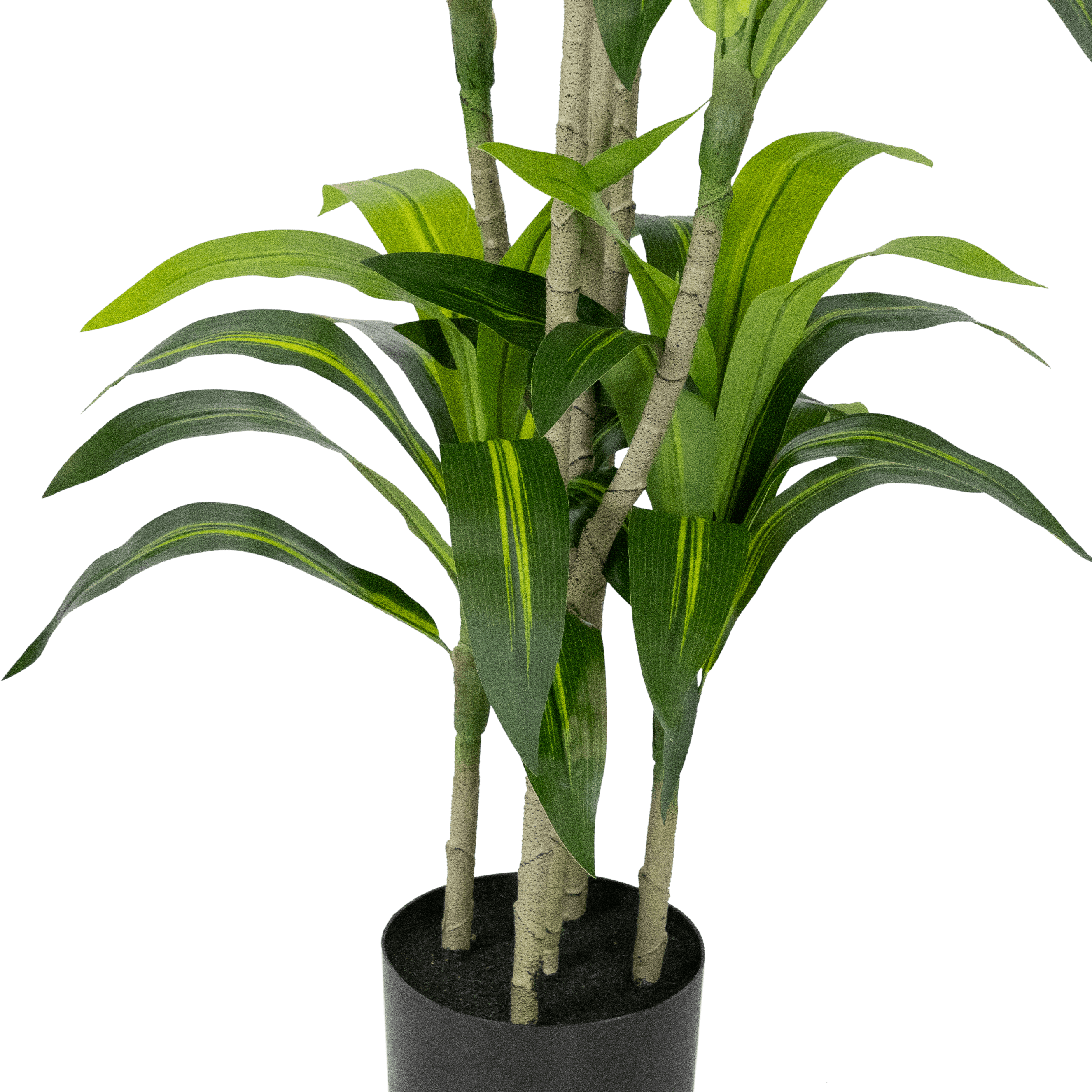 Dracaena plant 150cm