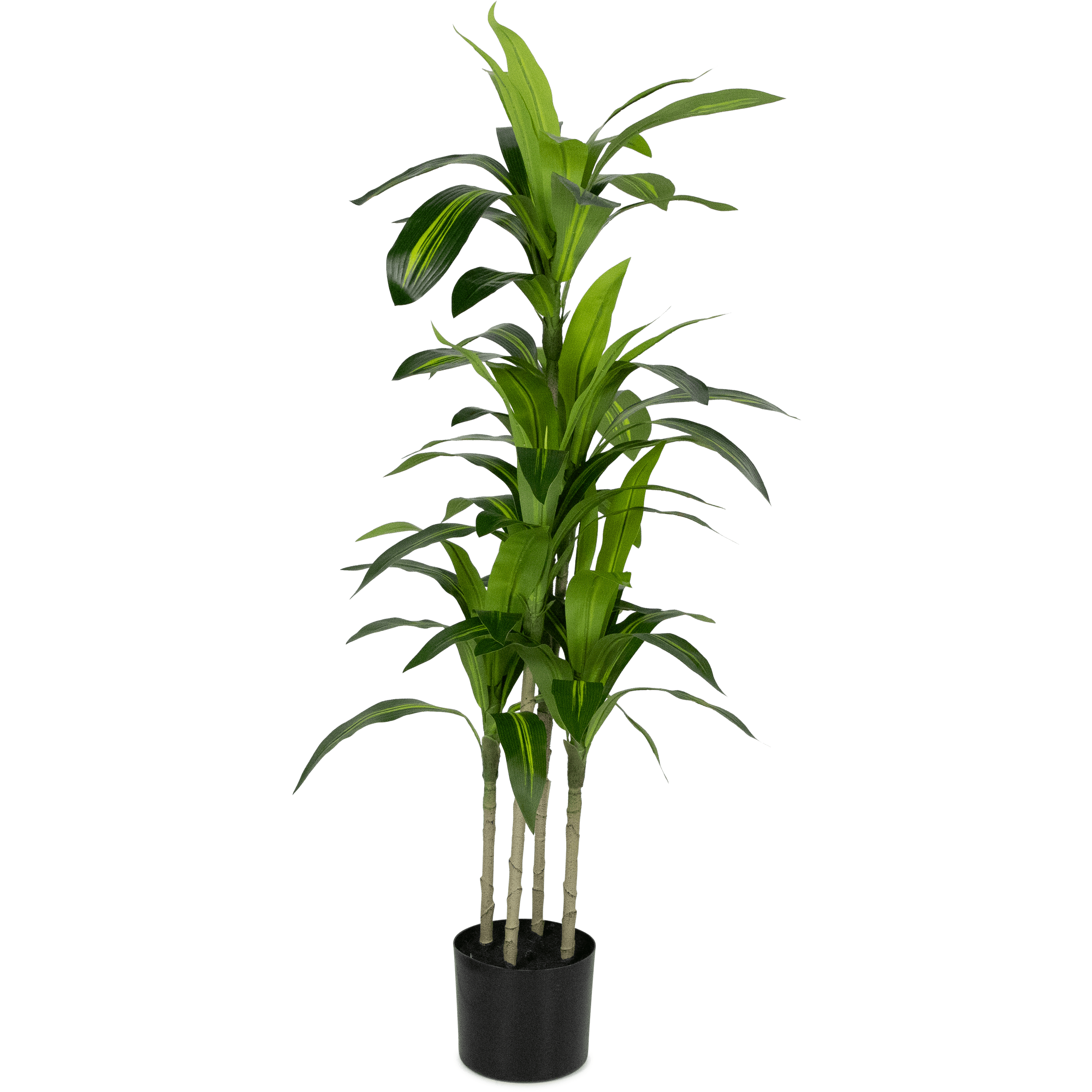 Dracaena plant 120cm