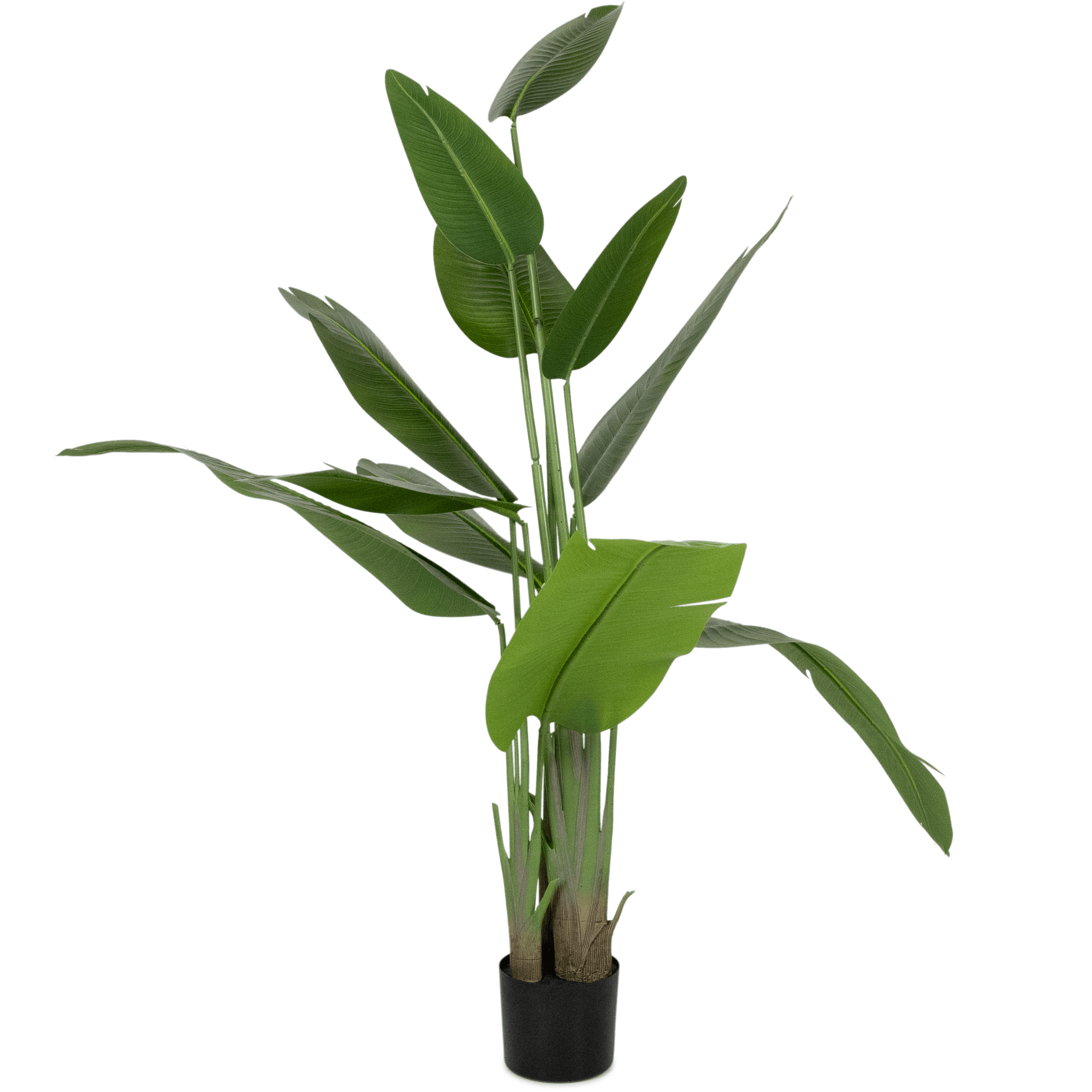 Bird of Paradise 200cm