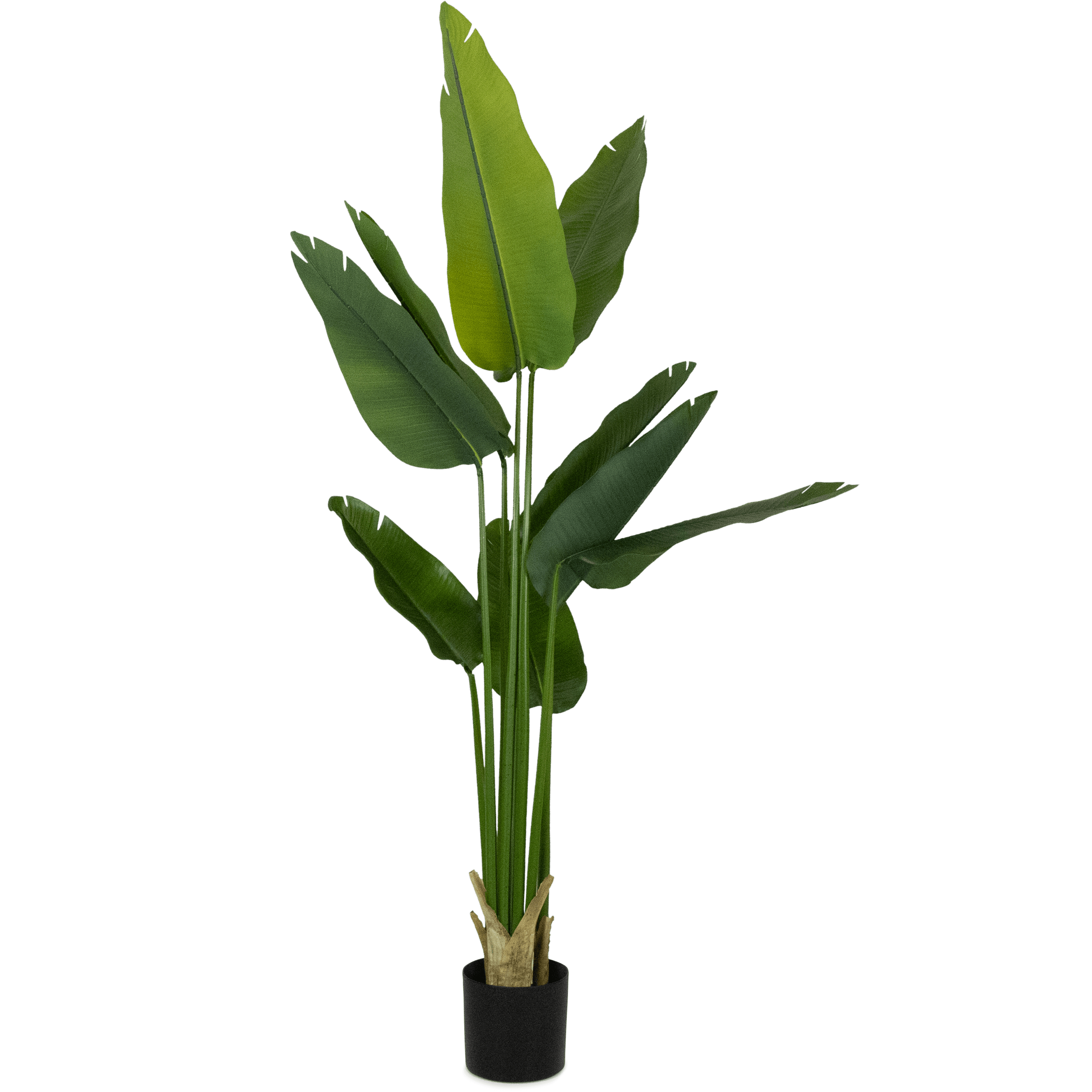 Bird of Paradise 180cm