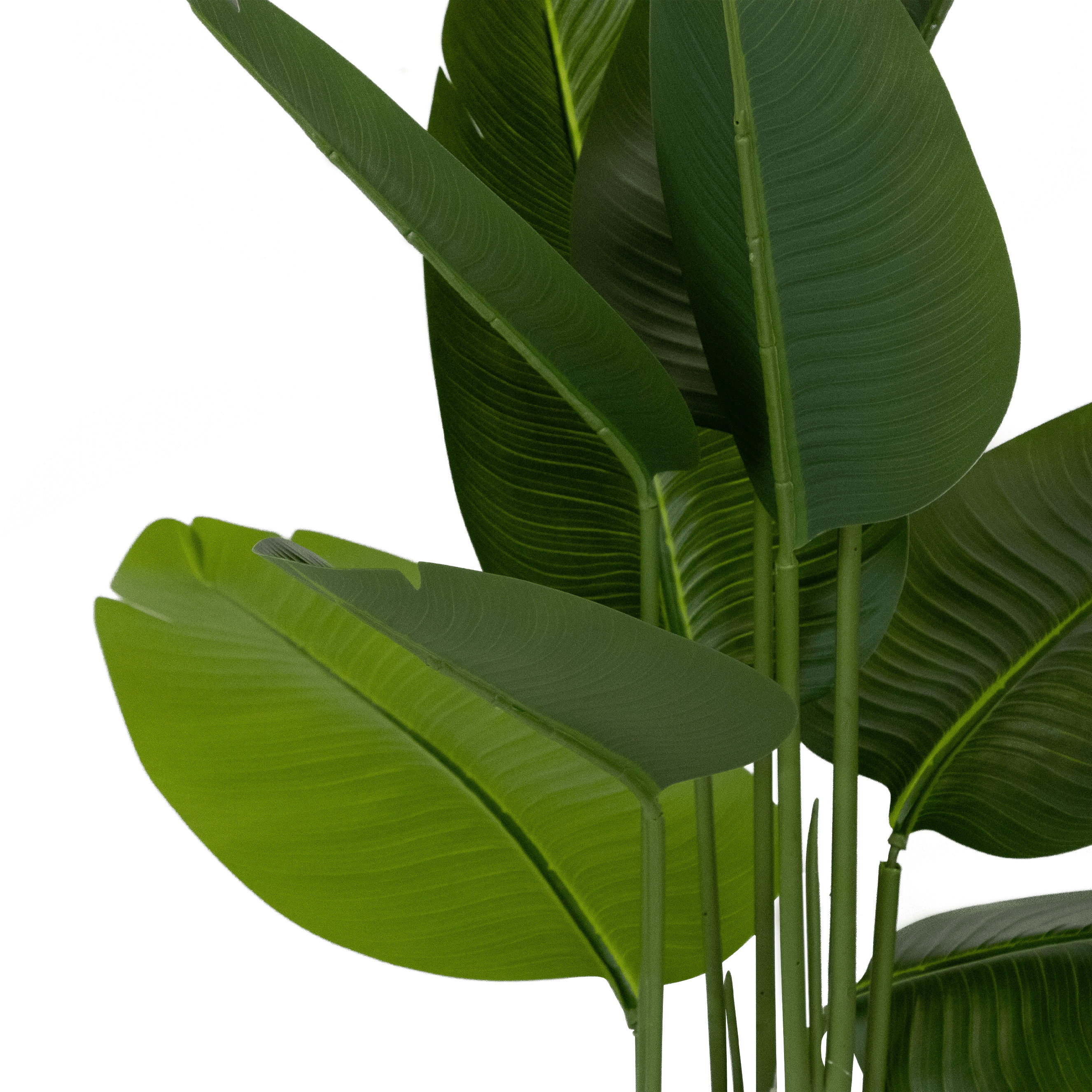Bird of Paradise 180cm