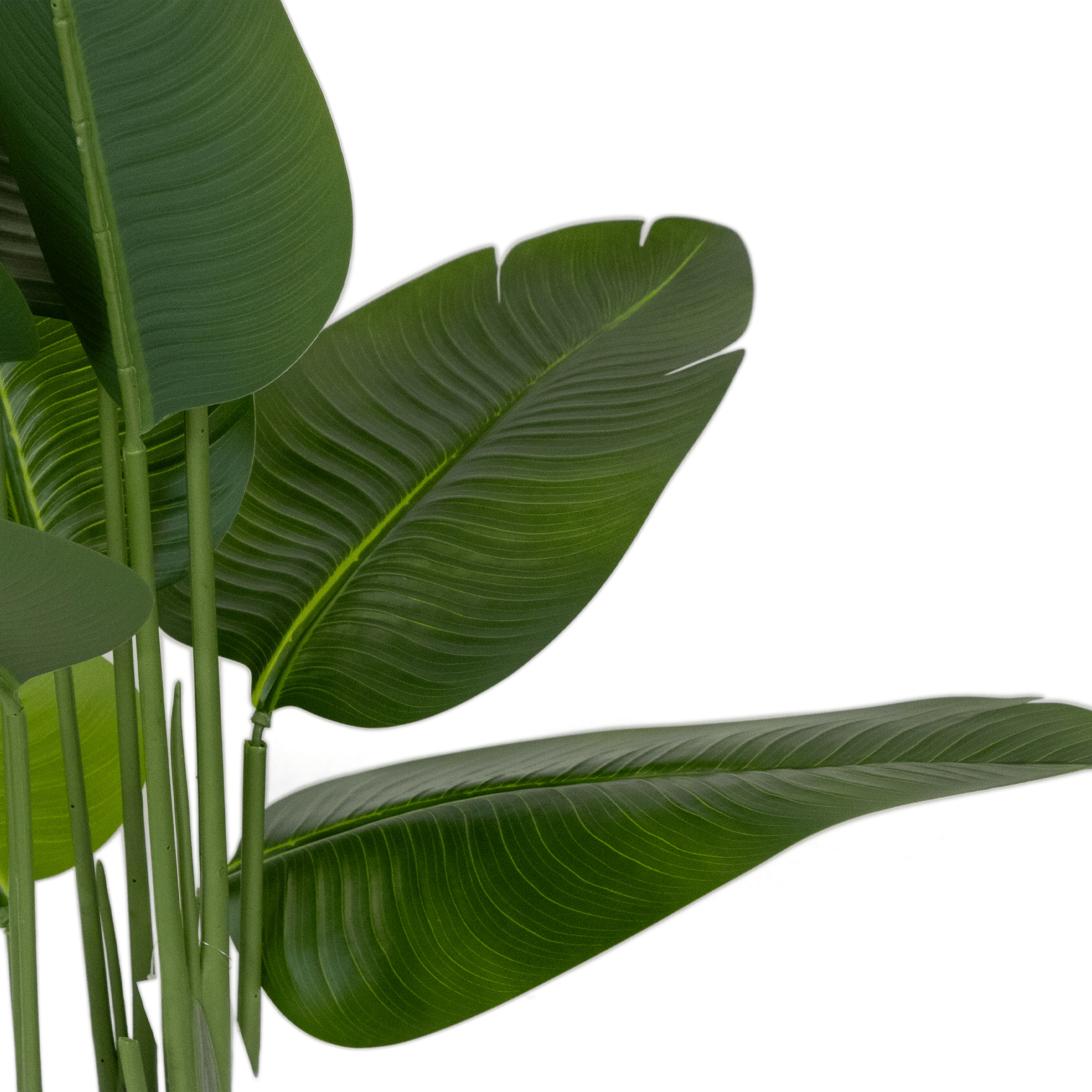 Bird of Paradise 200cm