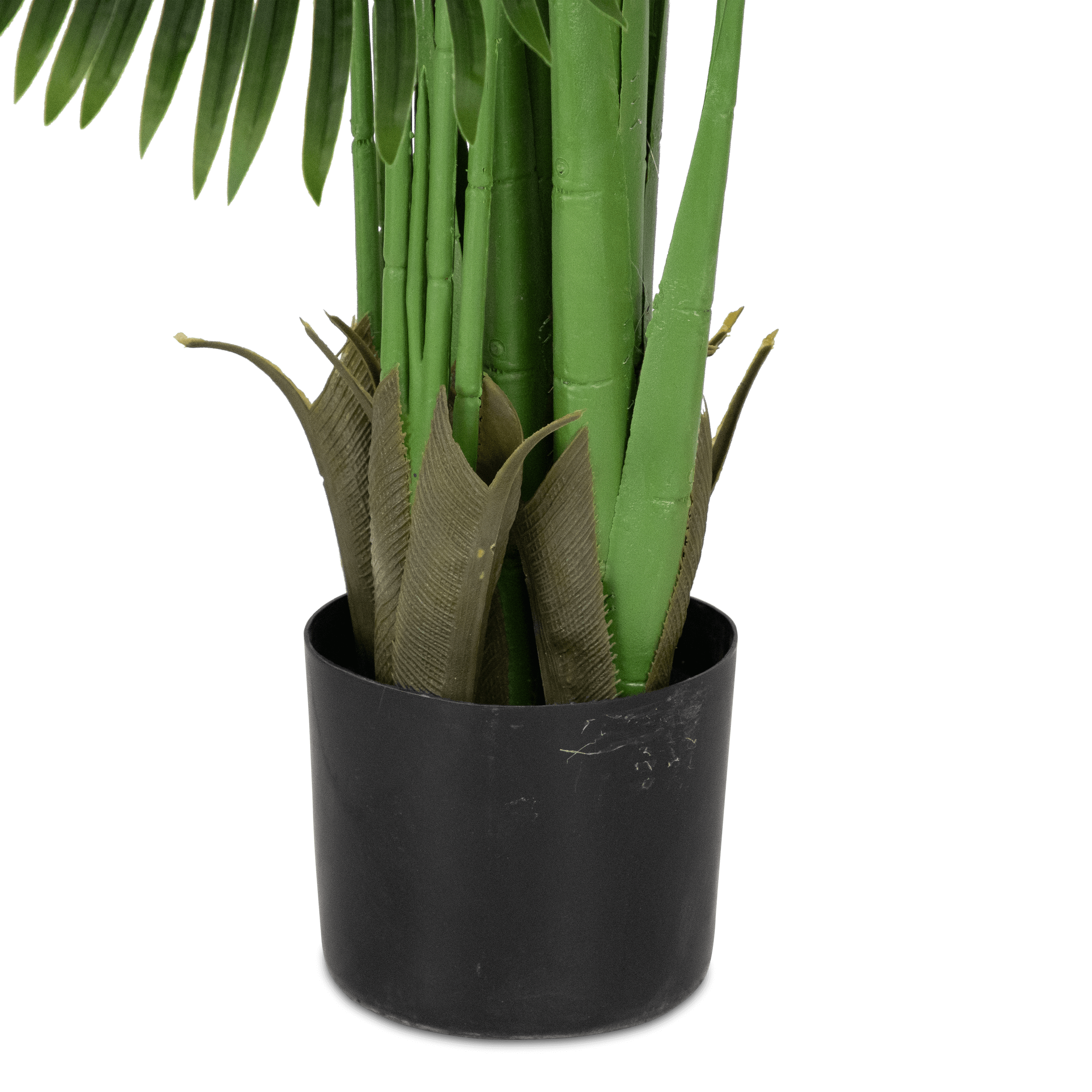 Areca Palm 200cm