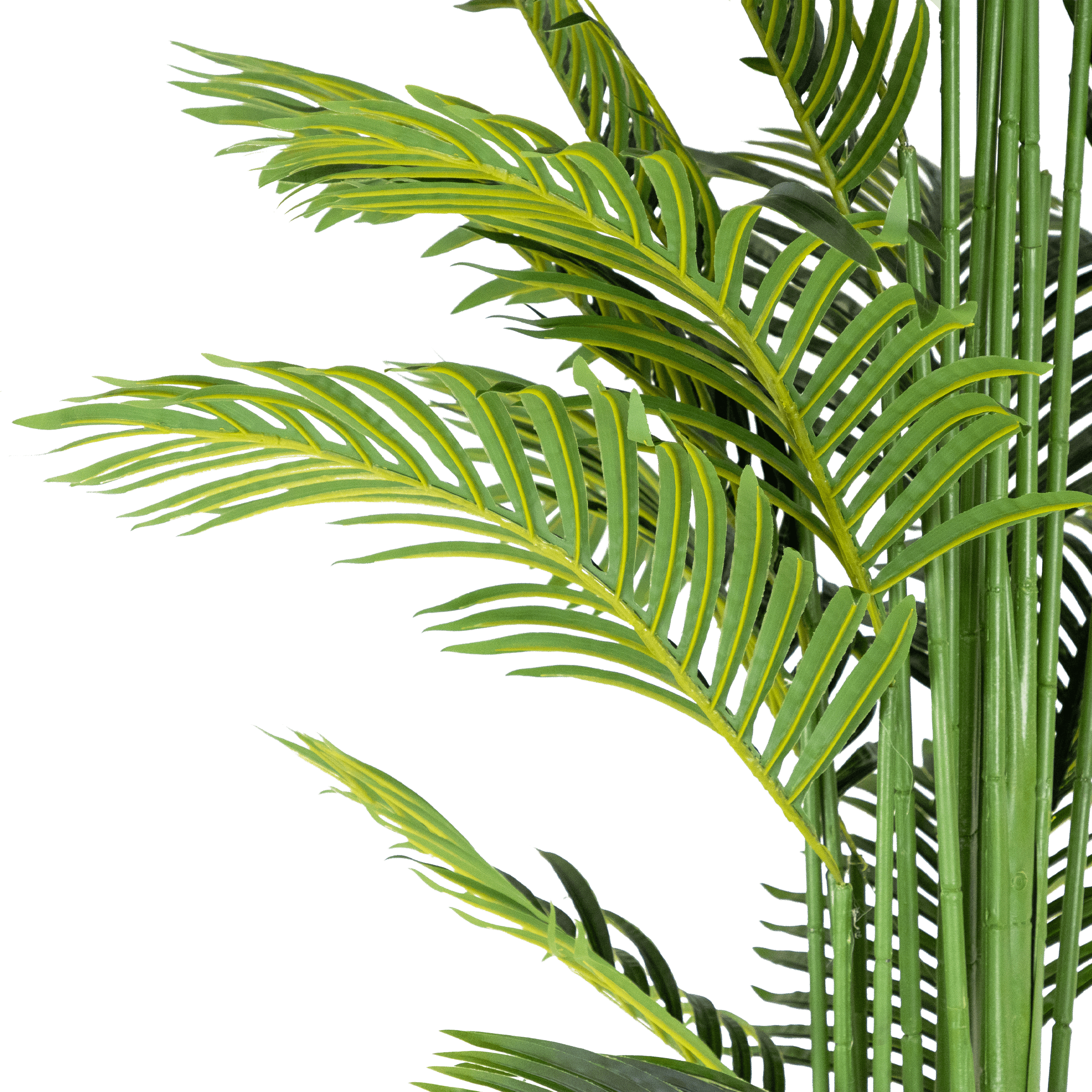 Areca Palm 200cm
