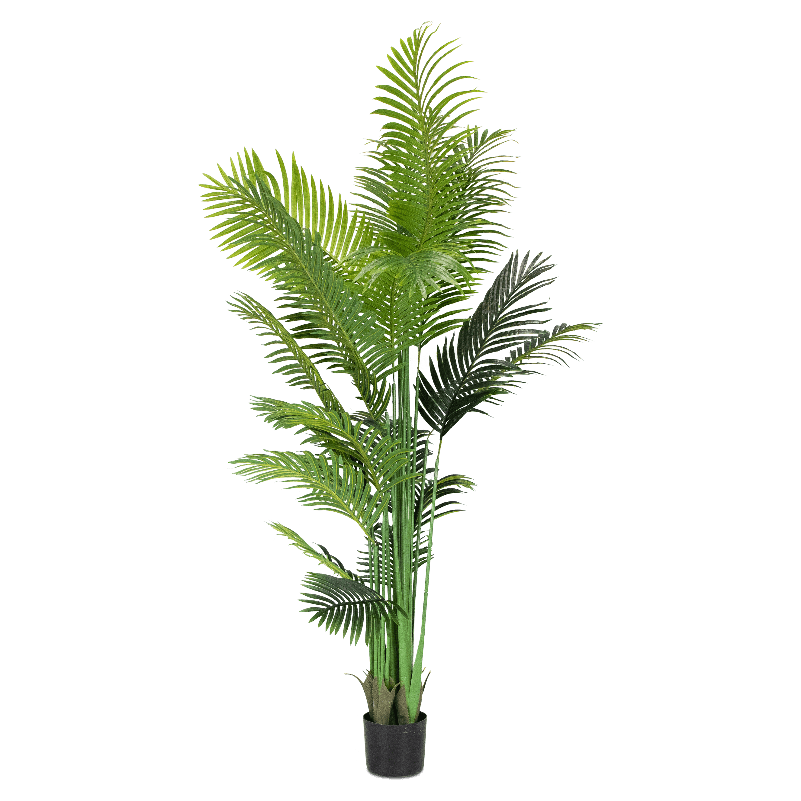 Areca Palm 200cm