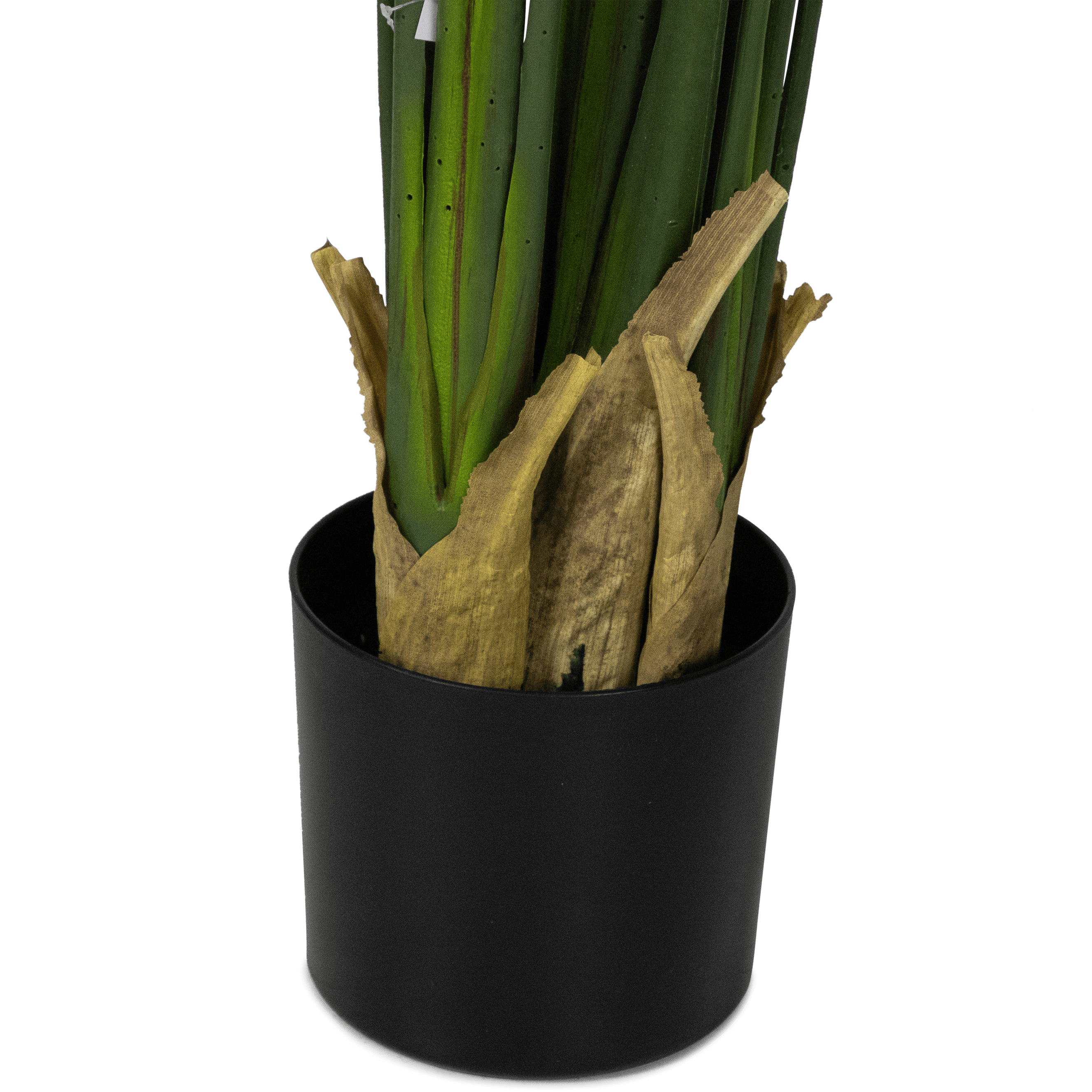 Bird of Paradise 200cm