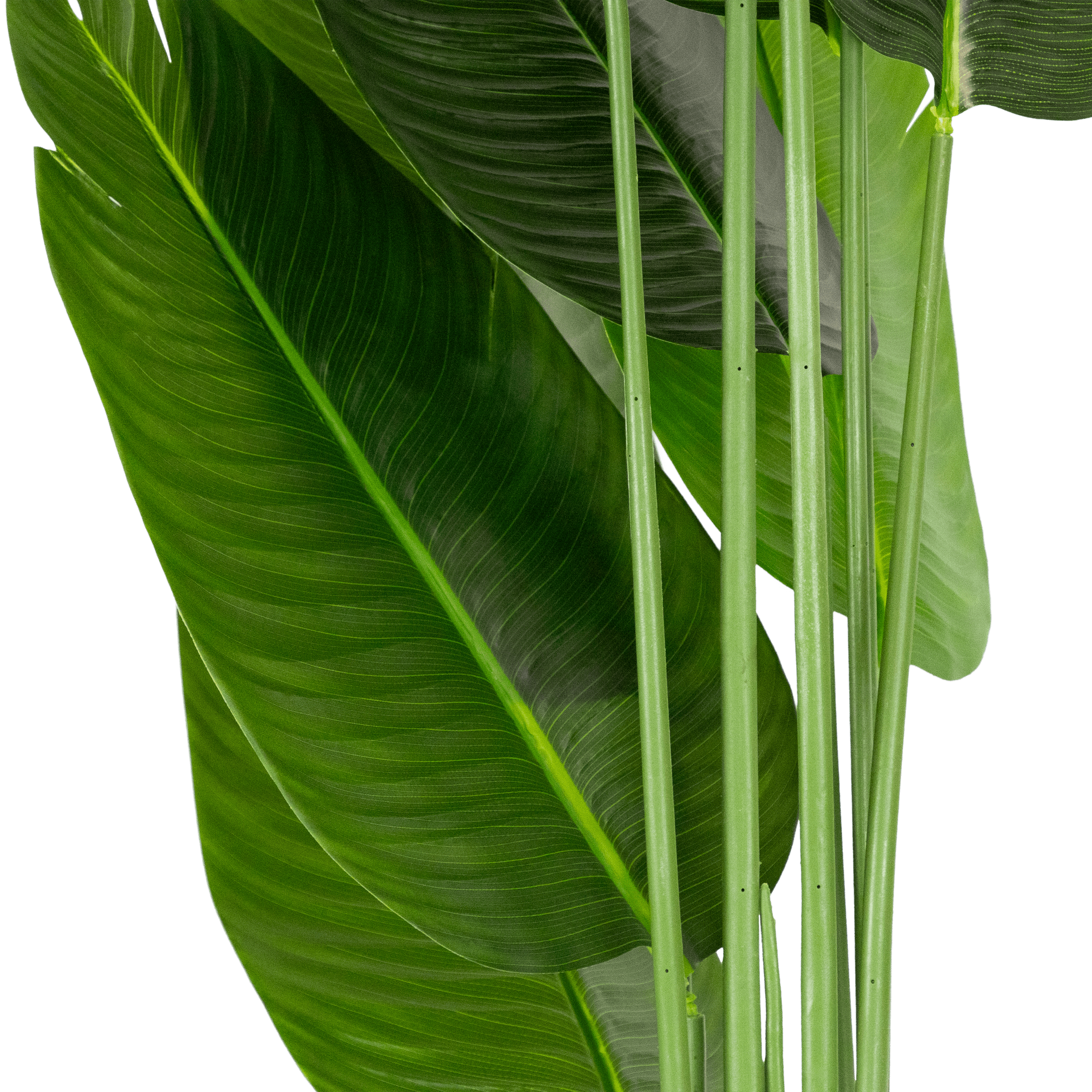 Bird of Paradise 180cm