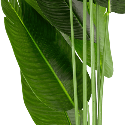 Bird of Paradise 180cm