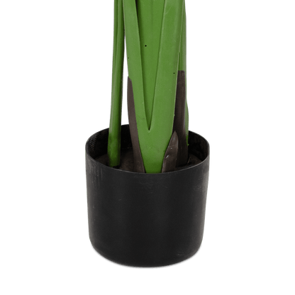Bird of Paradise 180cm