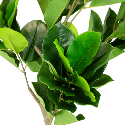 Fiddle Leaf Fig 130cm