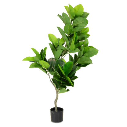 Fiddle Leaf Fig 130cm
