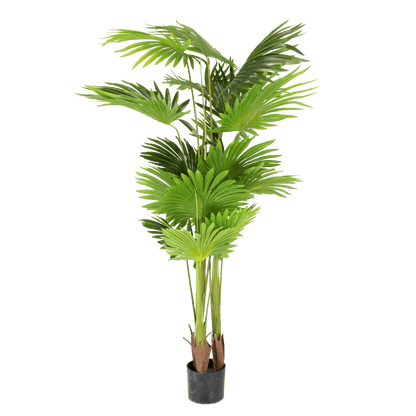 Palm 160cm