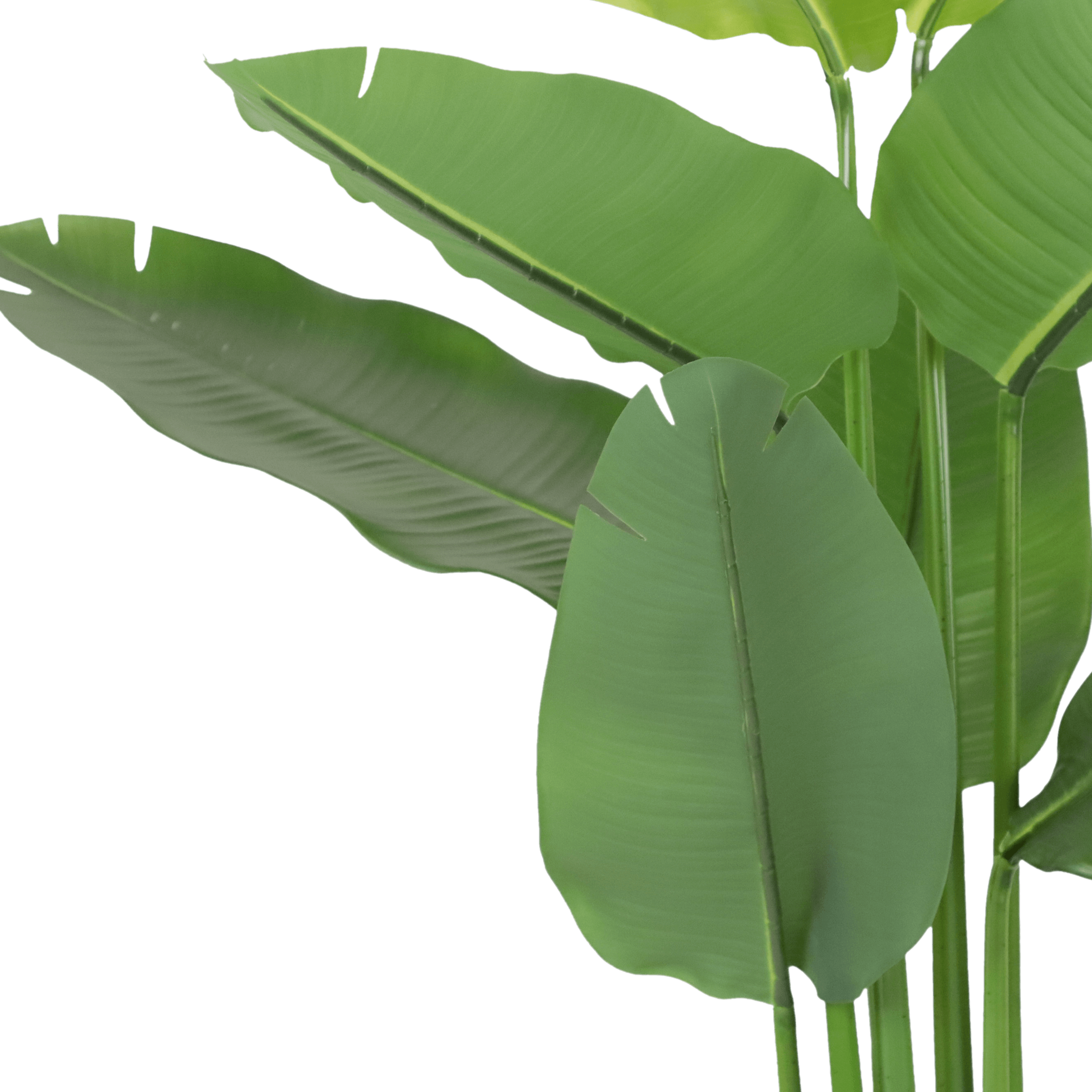 Bird of Paradise 150cm