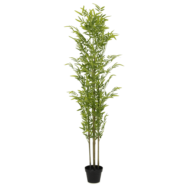 Bamboo 180cm