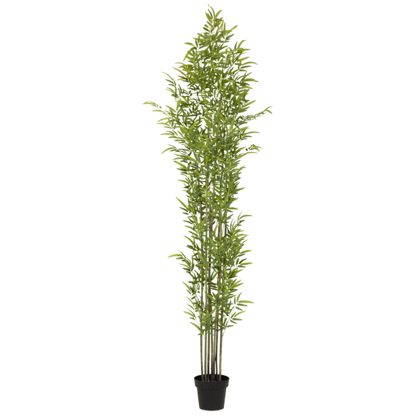 Bamboo 240cm