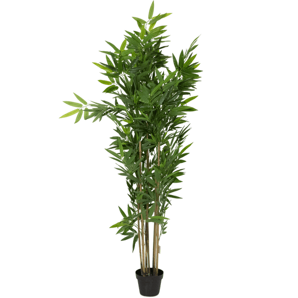 Bamboo Tree 180cm
