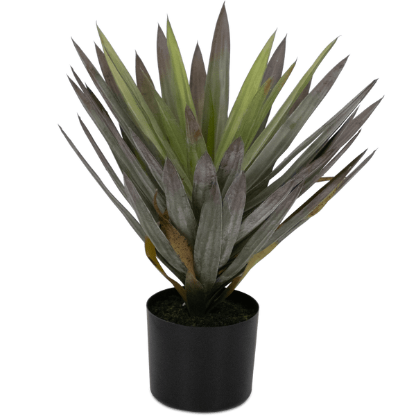 Yucca 50cm