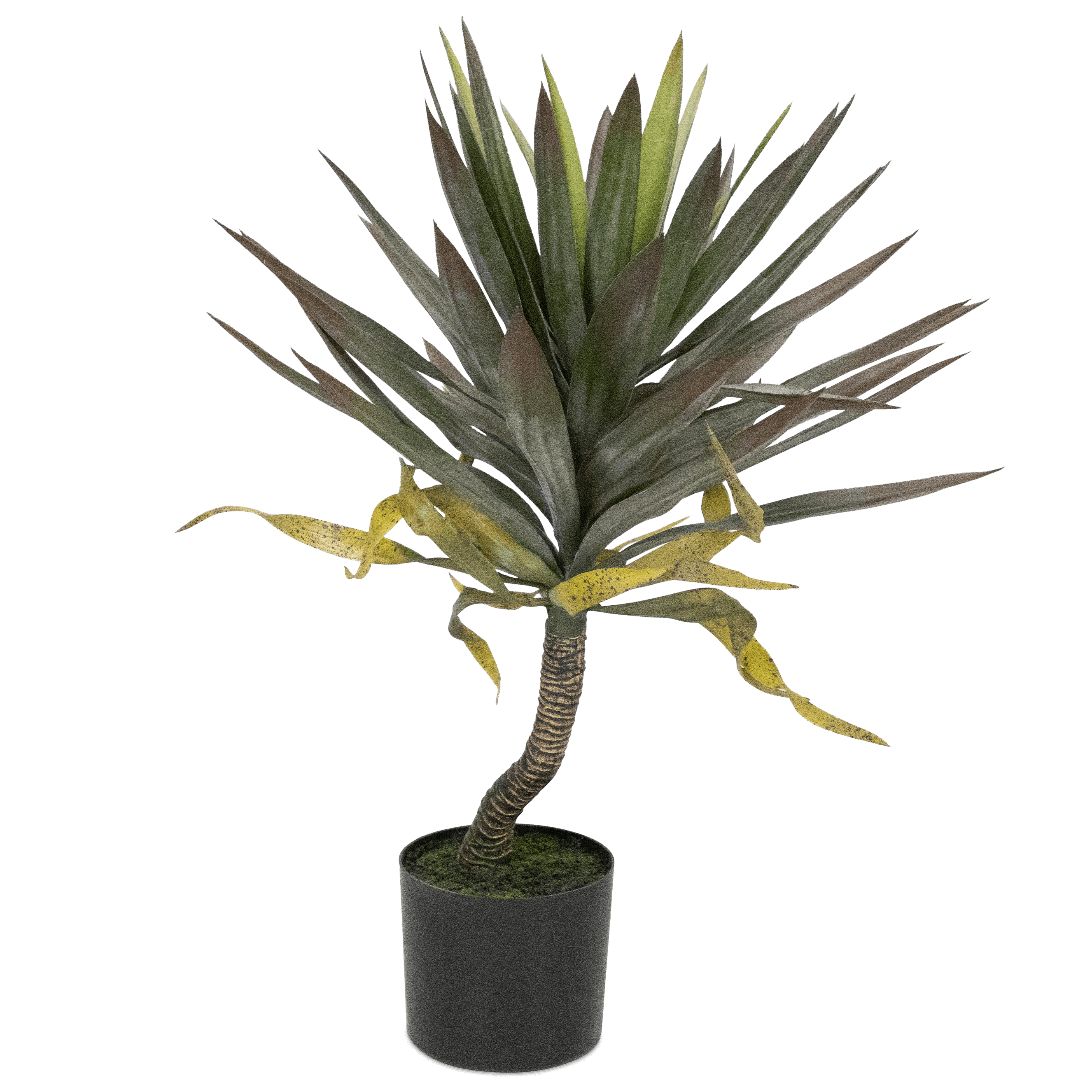 Yucca 75cm