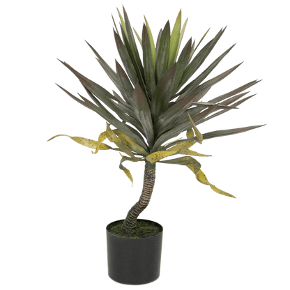 Yucca 75cm