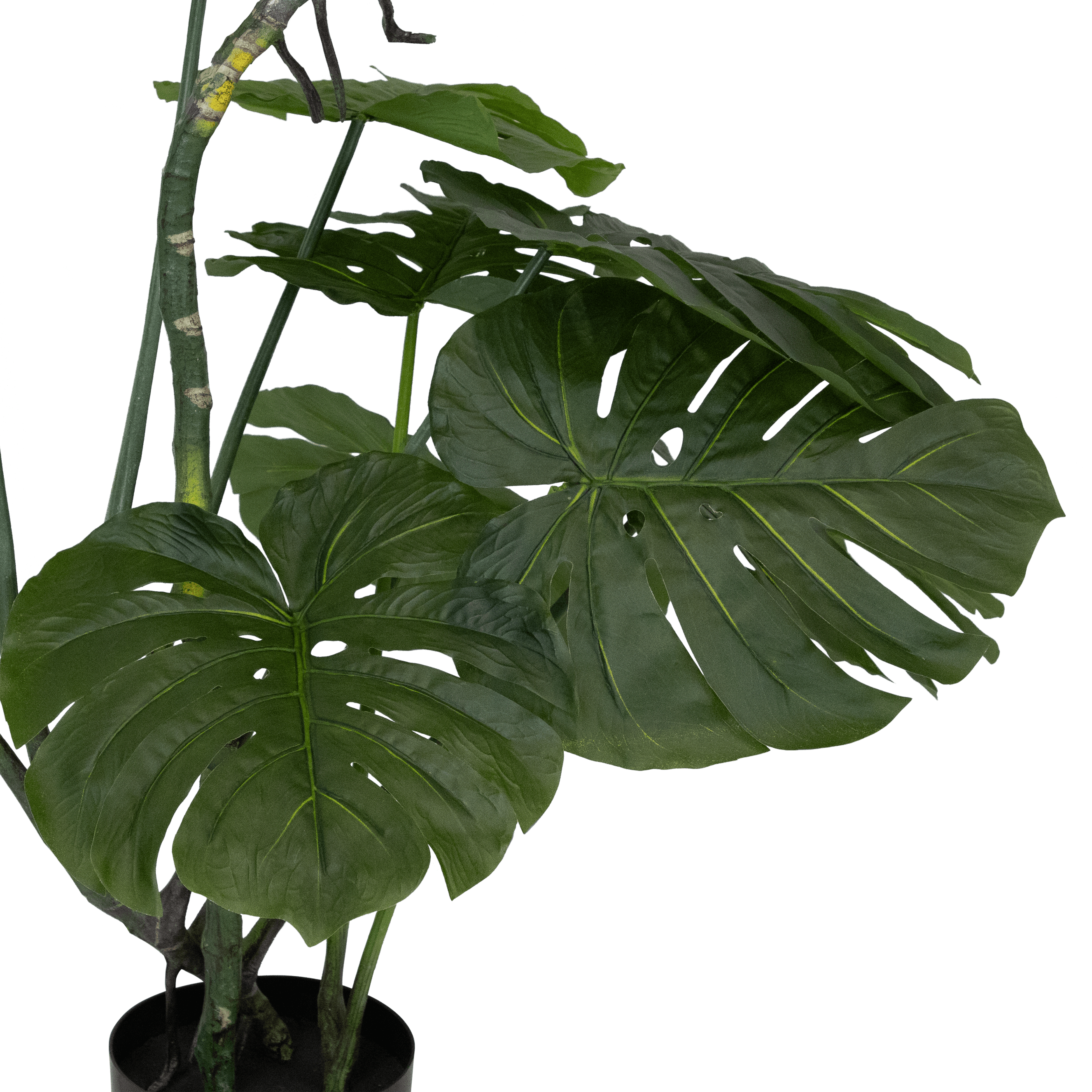 Monstera 165cm