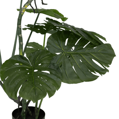Monstera 165cm