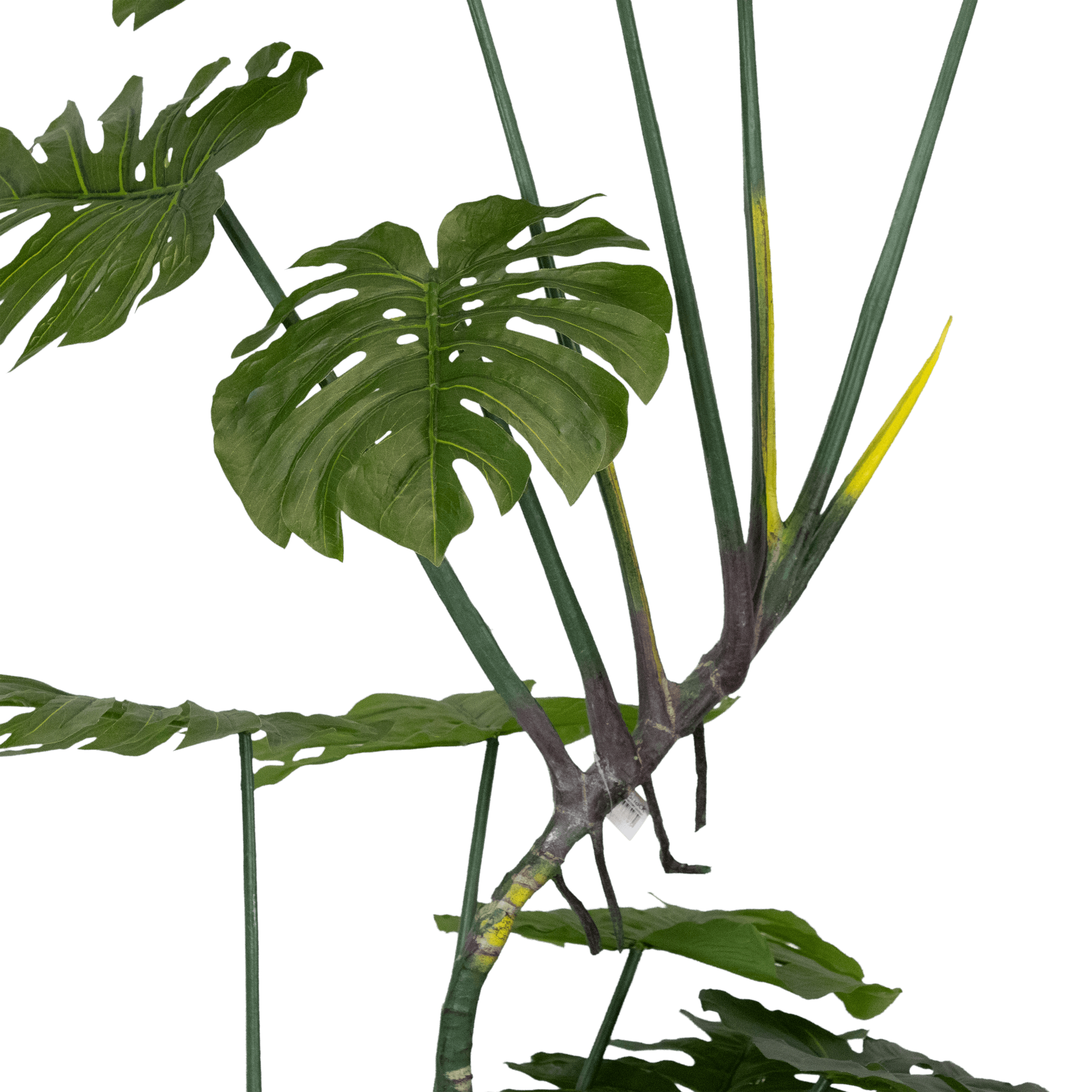 Monstera 165cm