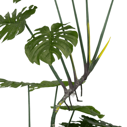 Monstera 165cm